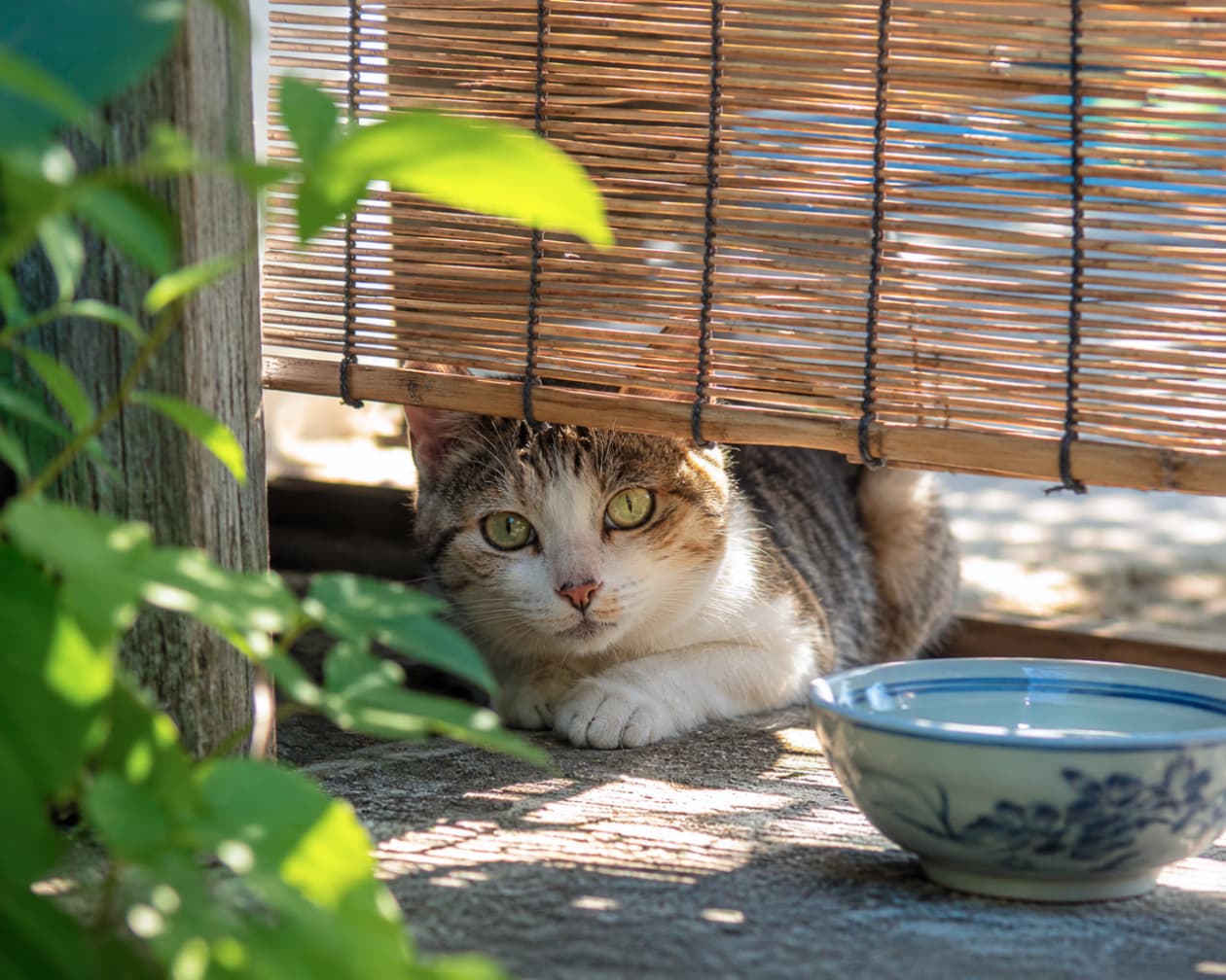 「すだれの影からチラリ👀緑の瞳が美しすぎるキジ白ちゃんを発見!「一緒に涼まにゃい?冷たいお水どうぞ🐾✨」」Ultra-realistic high-quality photograph of a domestic bicolor tabby cat with stunning green eyes peeking out from under a traditional Japanese bamboo screen (sudare). In the foreground, a blue-and-white patterned ceramic water bowl sits on the cool concrete ground, while lush green leaves frame the left side, creating a beautifully blurred, serene summer atmosphere in the shade. 伝統的な和風のすだれ(竹すだれ)の隙間からこちらをじっと見つめる、美しいグリーンの瞳をしたキジ白のミックス猫(短毛種)。手前には涼しげな藍色の和柄があしらわれた陶器の水入れ(お椀)が置かれ、左側には鮮やかな新緑の葉が美しい前ボケとなって写り込んでいます。日陰のひんやりとしたコンクリートの上で、前足を揃えてリラックスしながらも好奇心に満ちた表情を浮かべる、日本の情緒豊かな夏のワンシーン