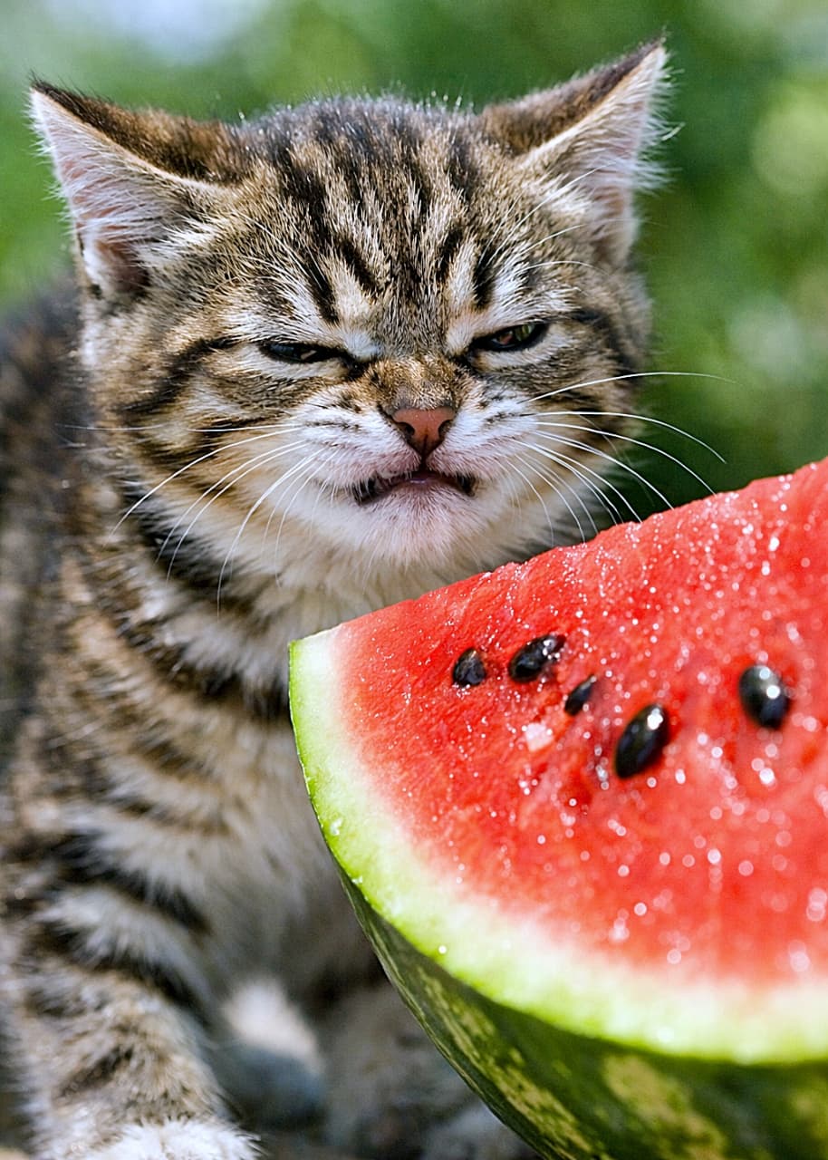 A photorealistic close-up of a kitten recoiling in surprise as it sniffs a freshly cut watermelon for the first time, with wrinkled nose, narrowed eyes, and bright summer light highlighting the vivid red fruit. 初めて嗅ぐ切りたてのスイカに驚き、少し後ずさりする子猫のフォトリアルなクローズアップ。鼻にしわを寄せ、目を細めた表情と、夏の明るい光に照らされた赤いスイカが印象的な一枚