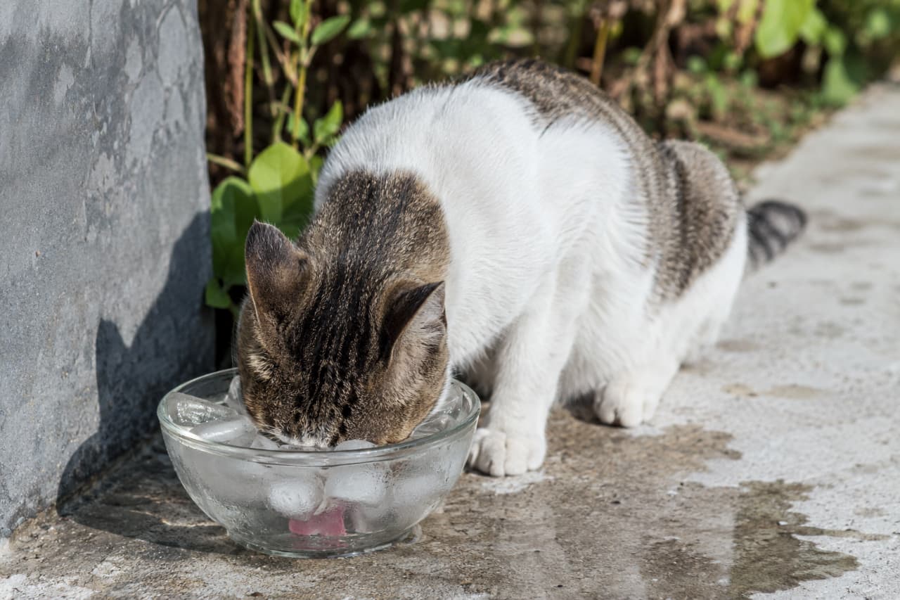 「ぷはーっ、冷たくて生き返るにゃ〜!器の氷水を美味しそうにペロペロ飲む猫ちゃんから、夏の涼をお裾分け🧊✨ #猫のいる暮らし #夏猫」Ultra-realistic high-quality photograph of a tabby and white domestic cat drinking from a clear glass bowl filled with ice cubes on an outdoor concrete surface, highlighting its pink tongue. 屋外のコンクリート床の上で、氷がたっぷり入ったガラスの器から水を飲むキジ白のミックス猫。透き通ったガラス越しに、猫のピンク色の舌が水に触れる瞬間が鮮明に捉えられている
