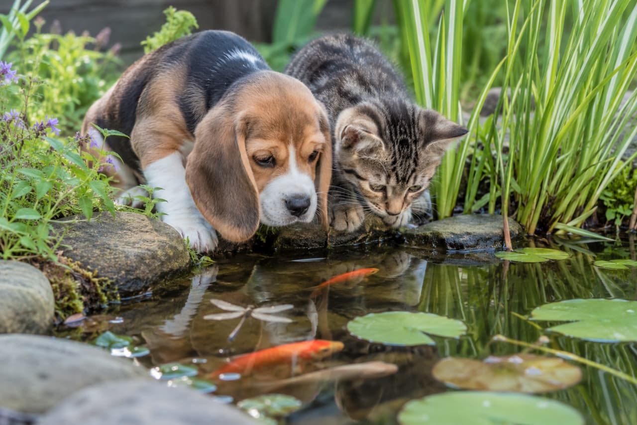 「「お魚さん、みーつけた!」🐾池を覗き込む2匹のシンクロポーズがたまらない!夏の小さな大冒険、開幕です」An ultra-realistic high-quality photograph of a tricolor Beagle puppy and a tabby kitten standing together on a rocky pond edge, peering down at bright orange goldfish swimming in the clear water while a dragonfly hovers nearby, surrounded by lush green aquatic plants. 美しい庭園の池のほとりにある岩場に並び、水面を熱心に覗き込んでいるビーグルの子犬とキジトラ子猫の超高画質写真。透明な水の中には鮮やかなオレンジ色の金魚が泳ぎ、水面近くには羽を休めるトンボが描写されており、周囲のみずみずしい水草や青紫の花々が、夏の日の小さな大冒険のひとときを鮮やかに引き立てています