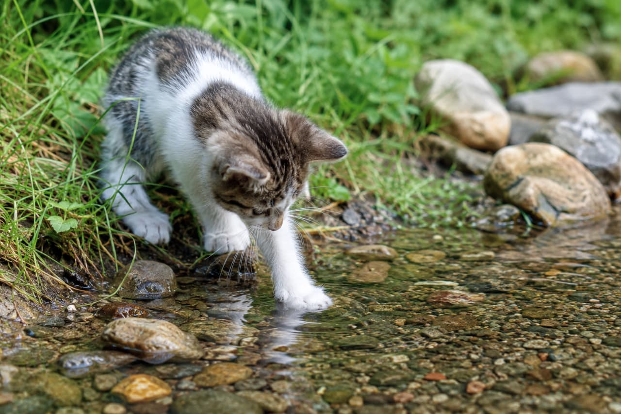 「ひんやり気持ちいいお水をそっと確かめる、白ソックスちゃんのお散歩タイム🐾涼しげな空気感をおすそ分け🐈✨」An ultra-realistic high-quality photograph of a bicolor tabby and white kitten on a rocky riverbank, leaning forward to dip its white front paw into the crystal-clear running stream water, creating subtle ripples on the surface. みずみずしい緑の草に囲まれた清流の岸辺で、背中がキジトラで体が白いキジ白の子猫が、岩の上から透明な水面へ白い右前足を真っ直ぐ伸ばしている超高画質写真。水面に広がるかすかな波紋と、水底の丸い小石がリアルに描写され、涼しげな空気感を醸し出しています
