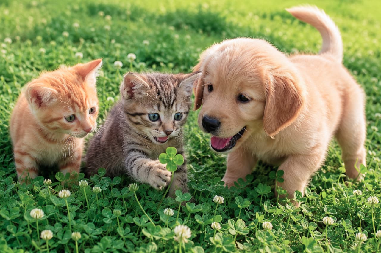 「四つ葉のクローバー見つけたにゃ!🐾🍀 みんなにハッピーのおすそ分け✨ 笑顔の子犬くんもキュートでしょ?🐶 #幸せのおすそ分け」Ultra-realistic high-quality photograph of a brown tabby kitten reaching its paw toward a four-leaf clover, flanked by an attentive orange tabby kitten and a happy golden retriever puppy in a lush green clover field. 鮮やかな緑のクローバー畑で、キジトラの子猫が小さな前足を伸ばして四つ葉のクローバーに触れようとしている瞬間。隣で真剣に見守る茶トラの子猫と、口を開けて嬉しそうに笑うゴールデンレトリバーの子犬が配置され、瞳の輝きや被毛の一本一本まで鮮明な高画質画像