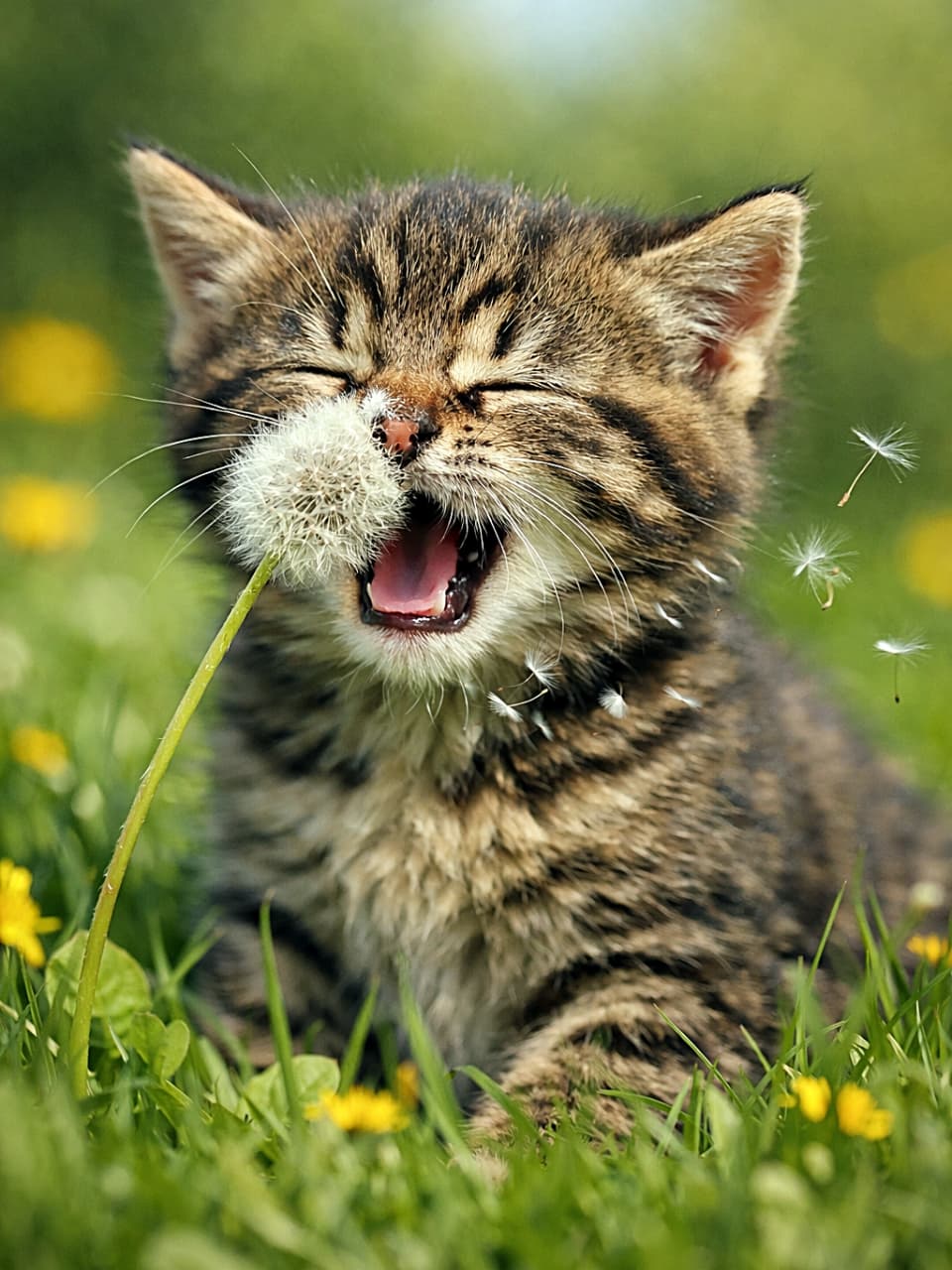 「ふわっ…ハクション!綿毛に負けた子猫の春の一瞬🌼」A tabby kitten sneezing as a fluffy dandelion puff touches its nose in a sunny meadow, with yellow wildflowers and floating seeds around it. 晴れた草原でタンポポの綿毛が鼻に触れ、くしゃみをするキジトラの子猫。周囲には黄色い野花と舞う綿毛