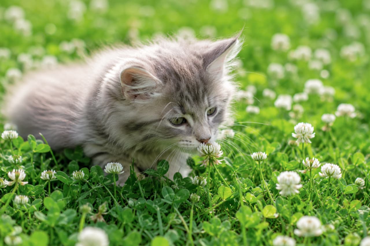 「クローバーのベッドでくんくん…🍀しろつめくさの甘い匂いに包まれて、のんびりリラックス中のふわふわ子猫ちゃんです💚」An ultra-realistic high-quality photograph of a fluffy, long-haired gray tabby kitten lying in a vibrant green clover field, gently sniffing a white clover flower under soft, bright daylight creating a dreamlike natural setting. 一面に広がる鮮やかな緑のクローバー畑の中で、たくさんの白いシロツメクサの花の1つに顔を近づけて優しく匂いを嗅いでいる、長毛種でグレー系のキジトラ模様を持つふわふわな子猫の超高画質写真。柔らかな自然光が子猫の毛並みを美しく輝かせています