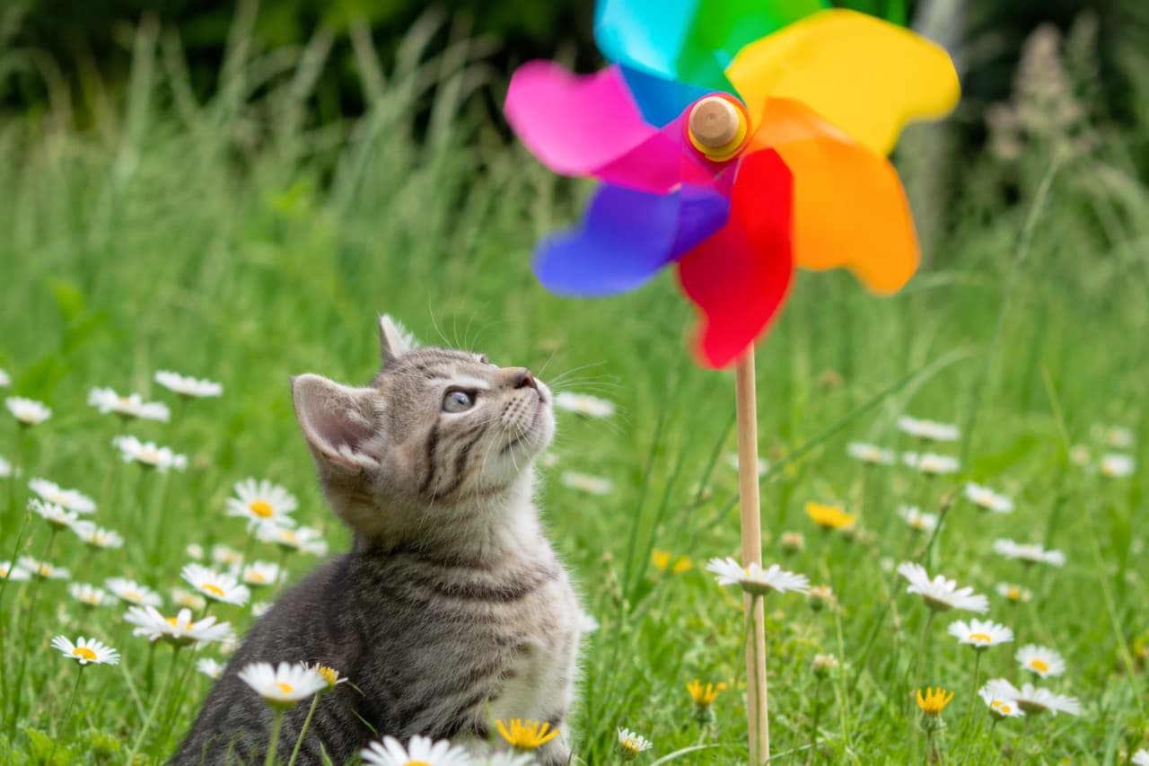 「カラフルな風車に興味津々!お花畑で遊ぶ子猫ちゃんの純粋な瞳に心が洗われちゃうね🌈✨」An ultra-realistic high-quality photograph of a young tabby kitten looking up in wonder at a vibrant, colorful pinwheel in a lush green field filled with white daisies. The kitten's soft fur and curious expression are illuminated by bright natural light. 白いデージーや黄色の草花が咲く緑豊かなお花畑の中で、カラフルな風車を好奇心に満ちた目で見上げるキジトラ子猫。子猫の柔らかく細やかな被毛の質感や透明感のある瞳、背景の鮮やかな原色の風車が、明るい太陽光の中でドラマチックかつ豊かに表現されています