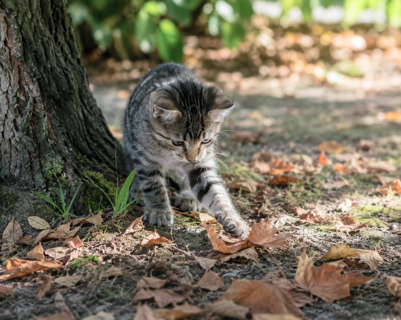 「カサカサっていい音がするにゃ🍂秋の落ち葉を見つけて、ハンターモード全開な子猫ちゃん🍁秋の気配、見ーつけたっ🐈✨」An ultra-realistic high-quality photograph of a striped tabby kitten playing with dry brown and golden autumn leaves at the base of a large tree trunk, illuminated by soft dappled sunlight filtering through the trees. 大きな樹木の根元で、地面に敷き詰められた黄金色や茶色の乾いた落ち葉の1枚に、キジトラの子猫が前足を伸ばして爪を立てるようにして遊んでいる超高画質写真。木漏れ日が秋の暖かな雰囲気を醸し出し、子猫のシャープな縞模様と真剣な表情を照らしています