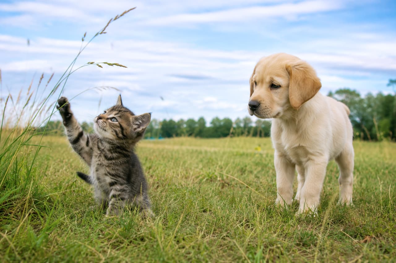 「はじめての草原で大冒険!「これなーに?」と遊ぶ子猫を、優しく見守る子犬くんの表情にほっこり🐾🐈🐶✨」An ultra-realistic high-quality photograph of a blue-eyed tabby kitten standing on its hind legs to reach for a blade of grass, while a cream-colored Labrador puppy stands nearby watching curiously in a vast green meadow under a bright, cloudy sky. 広大な緑の草原と薄雲が広がる青空の下、後ろ足で立ち上がり前足を伸ばして草の穂に触れようとする青い目のキジトラ子猫と、それを見つめるクリーム色のラブラドールレトリバーの子犬の超高画質写真。自然光が二匹の生き生きとした表情と被毛の質感を捉えています