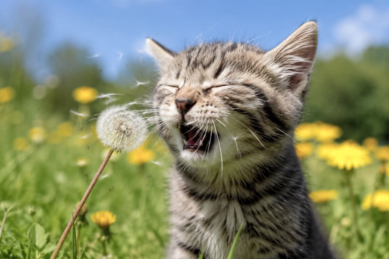 「綿毛がお鼻にツンッ🌼 ハックション!!🤧 豪快なくしゃみのお顔がたまらなくキュートなキジトラちゃんです🐈✨ #猫のくしゃみ #決定的瞬間」Ultra-realistic high-quality close-up photograph of a tabby kitten sneezing comically as a dandelion puff touches its nose. The kitten's eyes are squeezed shut and mouth is wide open, with dandelion seeds blowing in a sunlit meadow. 春の暖かな日差しが降り注ぐ野原で、たんぽぽの綿毛が鼻先に触れて「ハックション!」と豪快にくしゃみをするキジトラ子猫のクローズアップ。額のはっきりとしたM字模様や、目をギュッとつむって大きく開けた口、風に吹き飛ばされる綿毛のディテールまで極めてリアルに捉えられた高画質写真