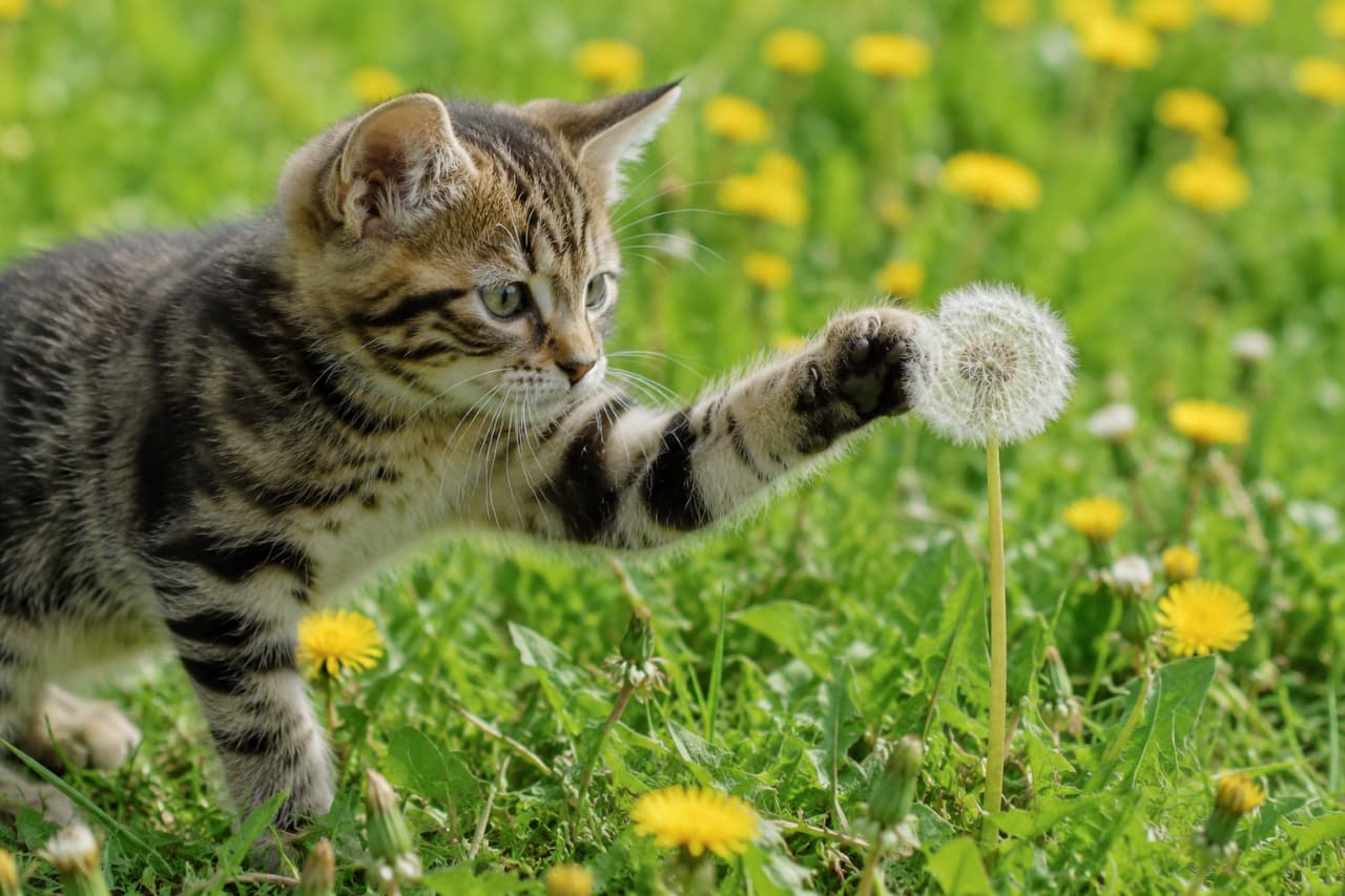 「ふーってすると飛んでっちゃうのかにゃ?🎈タンポポの綿毛にそっとタッチする子猫ちゃんの、好奇心いっぱいな瞳にきゅんですっ💛」An ultra-realistic high-quality photograph of a young tabby kitten stretching its front paw to touch a delicate, white dandelion puffball in a green field filled with bright yellow dandelion flowers under brilliant sunshine. 黄色いタンポポの花と白い綿毛がたくさん点在する鮮やかな緑の草地で、キジトラの子猫が右前足をまっすぐ伸ばして、繊細なタンポポの綿毛に優しく触れようとしている超高画質写真。子猫の輝く目と、真剣に綿毛を見つめる表情が印象的です
