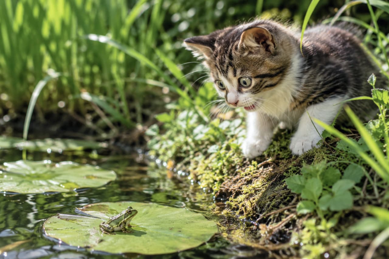 「おや、はじめまして…🐸!?カエルさんとの突然の出会いにビックリしちゃう子猫ちゃんが愛おしすぎる!」An ultra-realistic high-quality photograph capturing a surprised tabby and white kitten wide-eyed, looking at a small green frog on a water lily pad by a pond. The lush green surroundings and reflections on the water enhance this dramatic encounter. 池のほとりで、蓮の葉の上に静かに佇む小さな緑色のカエルを、目を丸くして驚いた表情で見つめるキジ白子猫。瑞々しい緑の草むらや苔、水面の美しい反射が広がっており、子猫のダイナミックな表情と、身を乗り出す白い前足のディテールが際立つドラマチックな一コマです