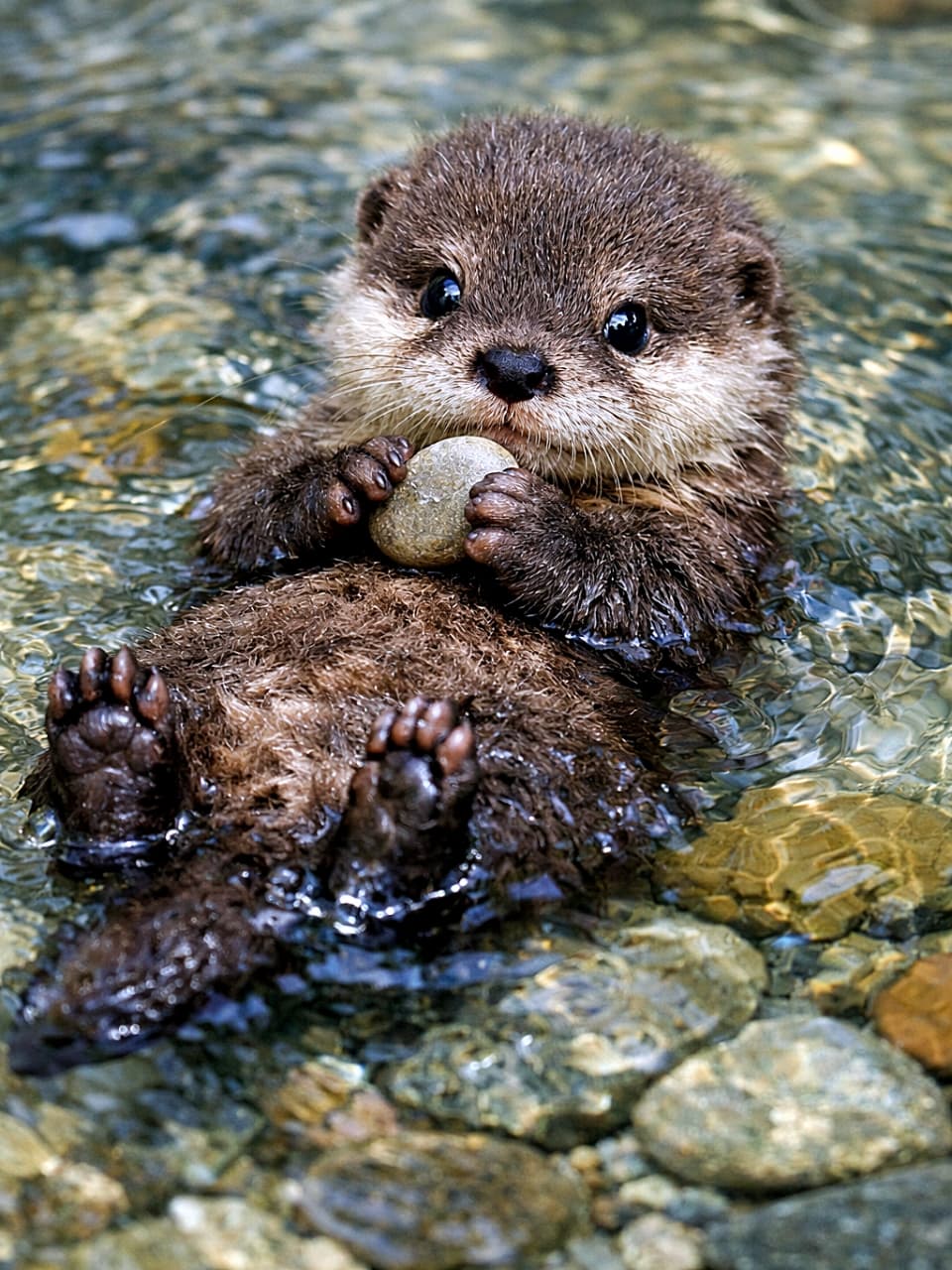 「小石をぎゅっと抱えてぷかぷか♪無防備すぎるカワウソベビーに癒やされるひととき♡」A tiny river otter pup floating on its back in crystal-clear water, holding a smooth pebble with both paws, multicolored stones visible beneath the surface, ultra-realistic high-resolution photograph. 透き通った水面に仰向けで浮かび、両手で丸い小石を抱える小さなカワウソの赤ちゃん。水中には色とりどりの石が見える超高解像度フォト