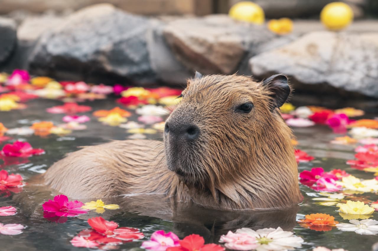 「これぞ究極の贅沢…!お花のお風呂で極楽気分のカピバラさんに、見てるこっちまでお疲れが吹き飛んじゃう🌸」Ultra-realistic high-quality photograph of a relaxed capybara bathing in a hot spring covered with colorful floating flowers like red, yellow, and pink, capturing the coarse wet fur texture and peaceful expression under soft lighting. 赤や黄色、ピンクの鮮やかな花々がびっしりと浮かぶ温泉に浸かり、目を細めてうっとりとした表情を浮かべるカピバラの超高画質クローズアップ写真。濡れた硬い茶色の被毛の質感や鼻先がリアルで、背景の露天風呂の岩肌が温かみのある光に包まれている情景