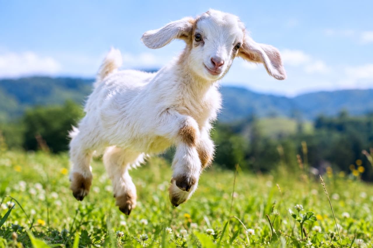 「おひさまの下で元気いっぱいに大ジャンプ🐐💨弾けるような笑顔と躍動感から、たっぷりのエネルギーをもらえますね☀️🌱」Ultra-realistic high-quality photograph of a playful baby goat with white and brown fur jumping mid-air in a lush green meadow. The dynamic pose, bright summer sunlight, blue sky, and distant mountains create a vibrant and energetic atmosphere. 太陽の光が降り注ぐ緑豊かな夏の牧草地で、元気いっぱいに空中に飛び跳ねる1匹の子ヤギ。白い被毛に耳や足元の茶色の模様が特徴的で、四肢を広げてジャンプする躍動的なポーズが、背景の青空と遠くの山々と共に爽快に描写されています