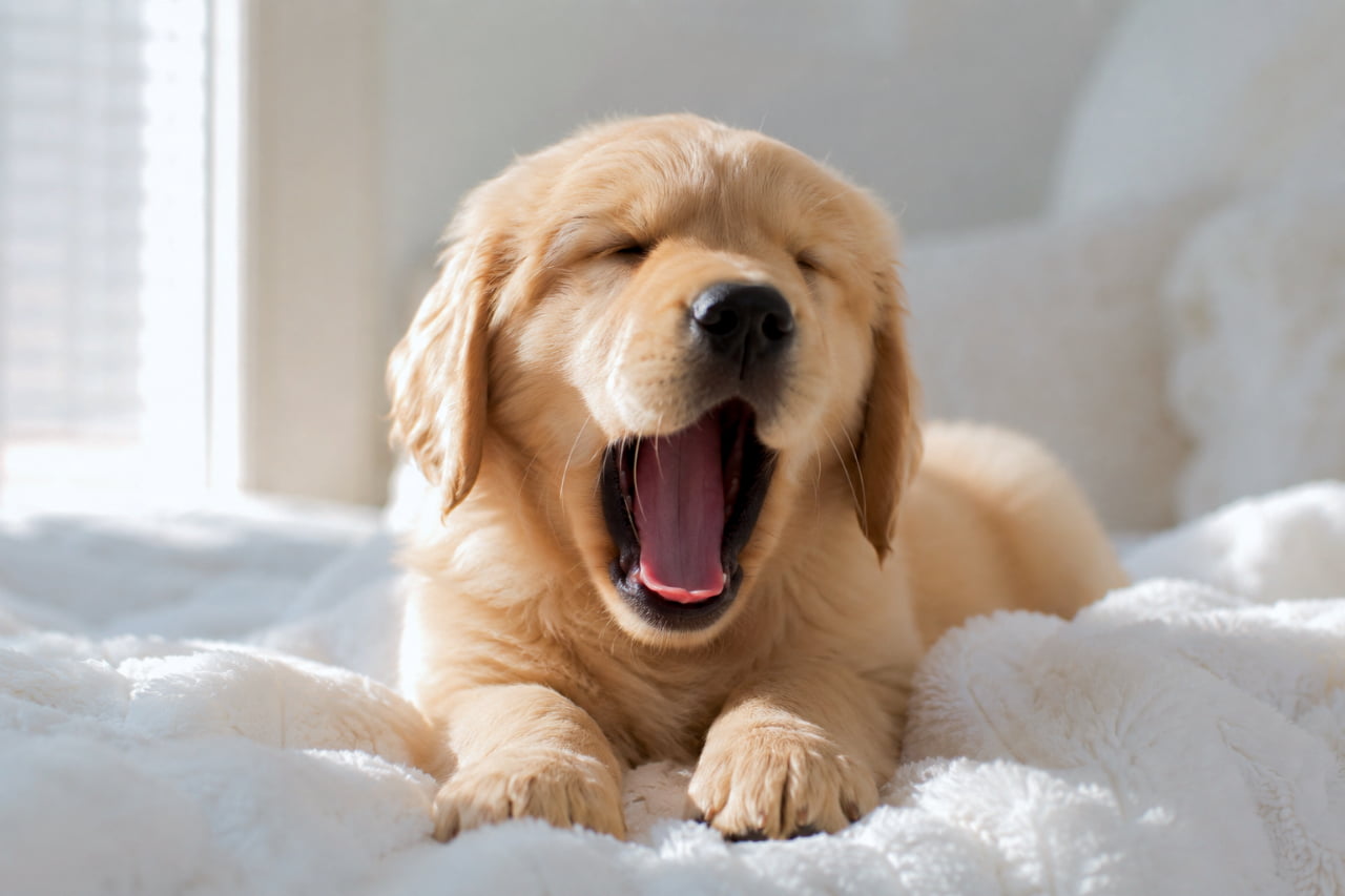 「ふわぁ〜あ…🥱おや、可愛い子犬ちゃんが紛れ込んじゃいました!この天使な大あくびには降参だね❤️」An ultra-realistic high-quality photograph of a fluffy Golden Retriever puppy yawning with its eyes closed on a cozy white blanket. Bathed in bright, warm natural light from a window, highlighting its soft cream-colored coat. 白いふわふわした毛布の上で、目を閉じて大きなあくびをしているゴールデンレトリバーの子犬。柔らかなクリーム色の美しい毛並みの質感と、大きく開いた口からのぞくピンクの舌が愛らしく、窓辺からの温かな自然光が全体を包み込むハイキーで清潔感のある描写