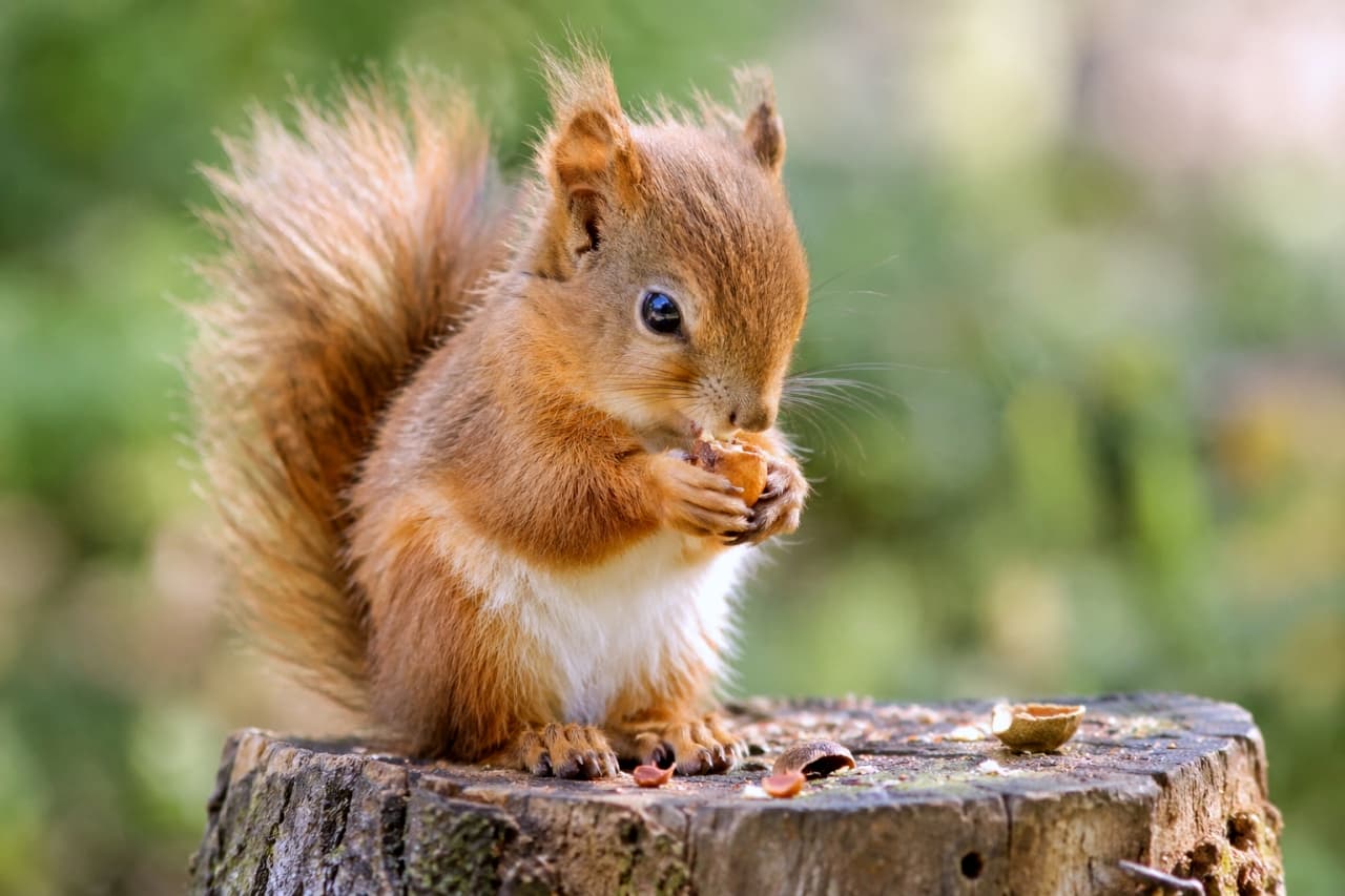 「もぐもぐタイムに夢中な食いしん坊さん🌰✨両手でしっかりご飯を抱える姿が最高に愛おしい！秋の訪れを感じるね🍁🐿️」Ultra-realistic high-quality photograph of a red squirrel sitting on a tree stump, holding and eating a nut with its paws. Its bushy tail, soft ear tufts, and the scattered nutshells are captured with exceptional detail against a warm, softly blurred forest background. 古い切り株の上に座り、両手でしっかりと木の実を抱えてかじる赤茶色のリス。ふさふさの尻尾や耳先の毛の柔らかな質感、足元に散らばる殻のディテールが、温かみのある森の背景と共に克明に捉えられています