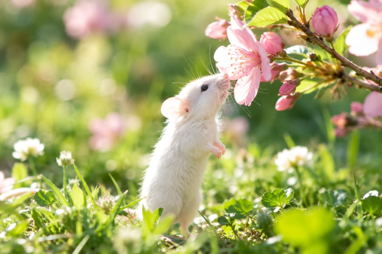 「ぽかぽか陽気の中で春の香りを発見🌸✨一生懸命背伸びする姿がたまらない！一緒にお花見したくなりますね🐭🍡」Ultra-realistic high-quality photograph of a tiny white mouse standing on its hind legs to sniff a pink cherry blossom. The translucent ears and fluffy white fur are beautifully backlit by warm spring sunlight against a softly blurred green background. 暖かな春の陽射しの中、後ろ足で立ち上がりピンク色の桜の花に鼻先を近づける真っ白なネズミ。透き通るような耳とふんわりとした白い被毛が逆光で輝き、背景の緑とボケ感が幻想的な雰囲気を演出