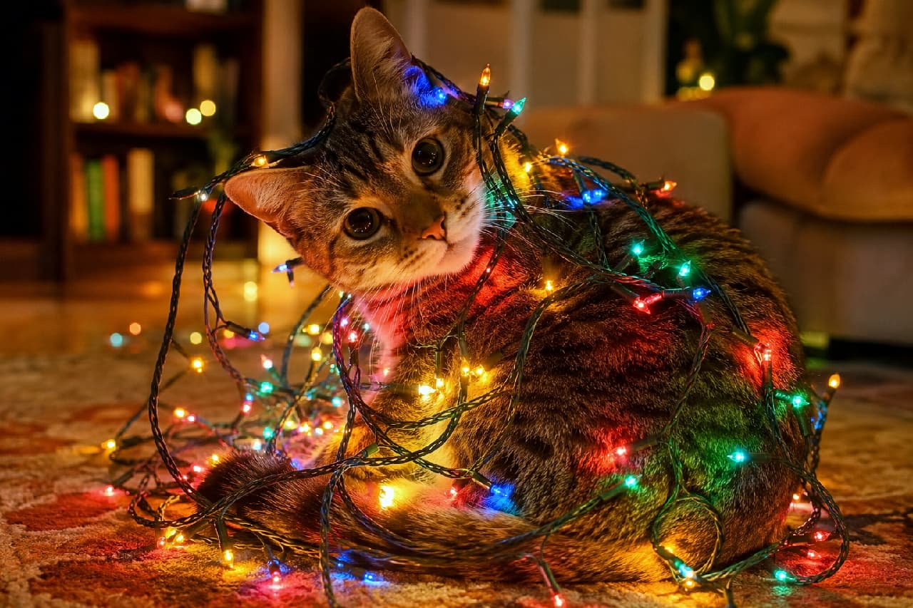 「今年のツリー飾り付け担当はボク!みんなどんなクリスマス過ごしてる?🎄🐾✨ #猫のいる暮らし #クリスマス猫 #猫との暮らし」An ultra-realistic high-quality photograph of a short-haired tabby cat wrapped in glowing colorful Christmas lights, leaning its head with big bright eyes in a warm, cozy room. 鮮やかな赤や青、緑、黄色のクリスマスツリーライトに体を包まれ、首をかしげて上目遣いでカメラを見つめるキジトラ猫。暖色の室内光と無数のイルミネーションのボケ味が、美しく短い被毛とクリッとした大きな瞳を温かく照らす、冬のぬくもりに満ちた幻想的な室内風景