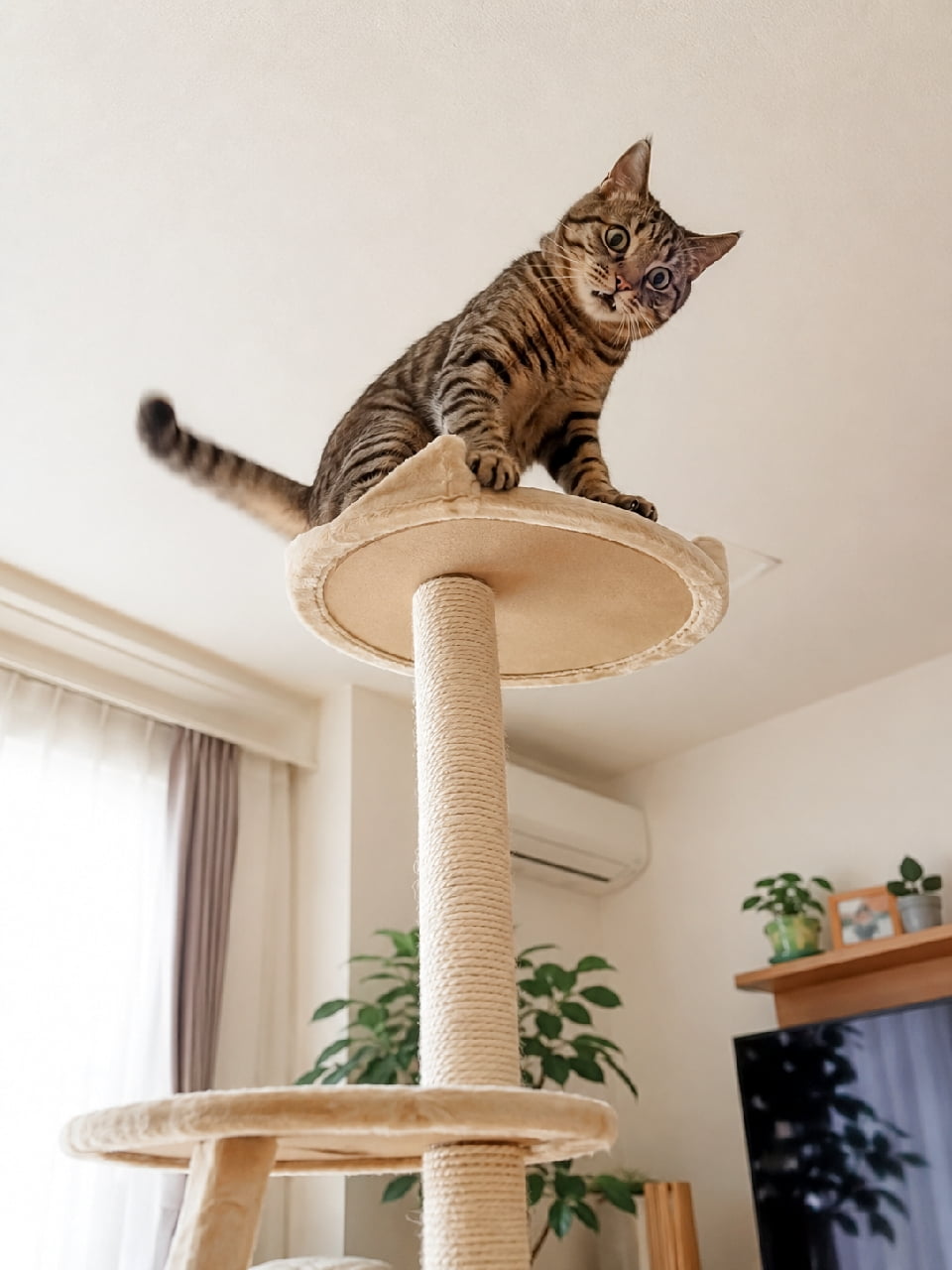 「「えっ、こんなに高かったの…!?」二度見必至のリアクションにクスッとしちゃうね😸アオリ構図最高! #猫との暮らし」An ultra-realistic high-quality photograph of a surprised short-haired tabby cat on top of a tall cat tower looking down with wide eyes in a bright sunlit living room. 高いキャットタワーの最上部プラットフォームから、目と口を大きく見開いて下を覗き込むキジトラ猫。くっきりとした縞模様の被毛と驚いた表情が特徴的で、明るいリビングの観葉植物やエアコンを背景に、迫力あるローアングル構図で捉えられたコミカルで臨場感あふれる一景