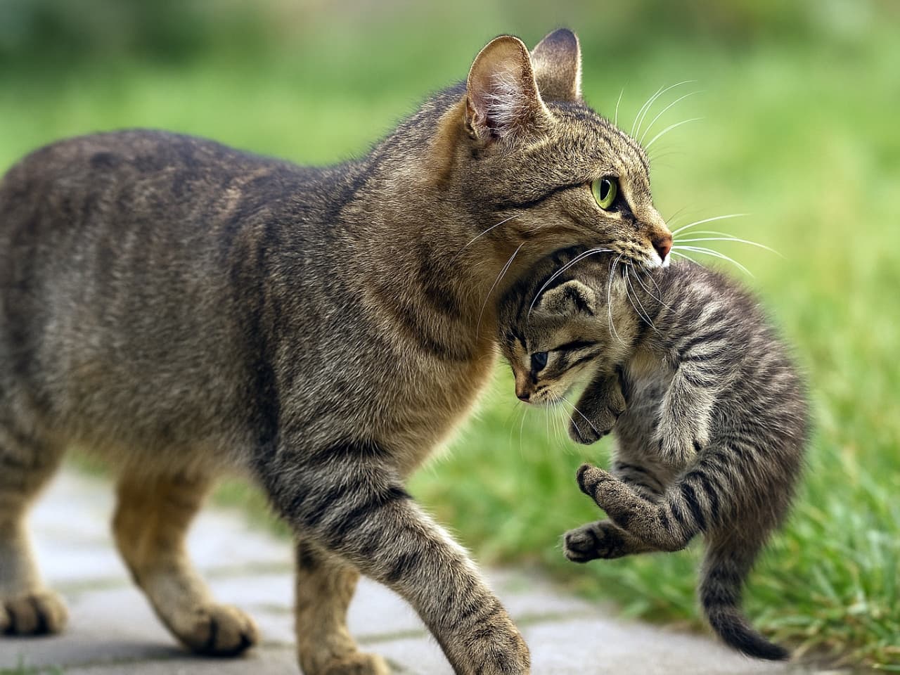 「ママがお引越し!💨 そっくりなキジトラ親子、芝生の上をトコトコ移動中🐾」A high-resolution photo of a brown tabby mother cat carrying her matching tabby kitten by the scruff across a green lawn. 緑の芝生の上を、自分と同じキジトラ模様の子猫の首筋をくわえて運んでいる母猫の写真