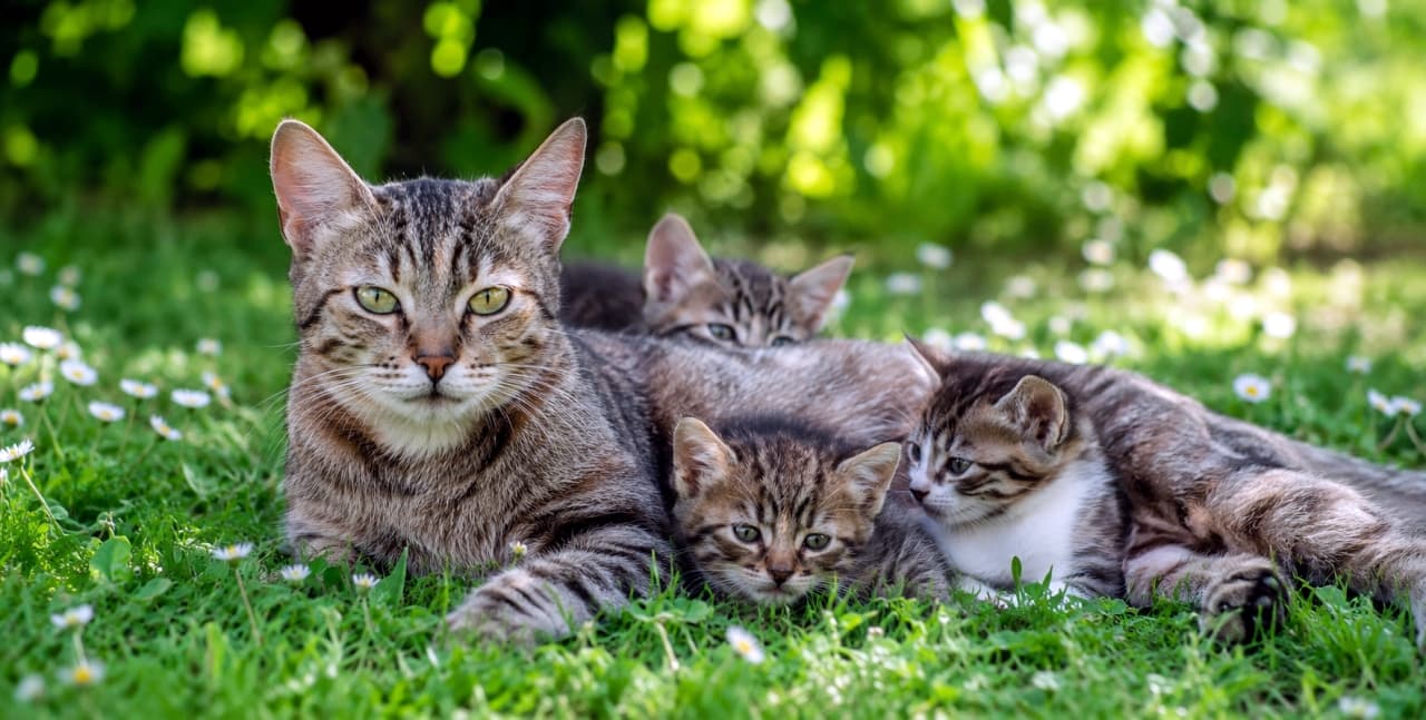 「きらきらの太陽と緑のベッドで、大好きなママにぴったり密着🌻 母猫の力強くも優しい眼差しに胸が熱くなります🥹💕 #キジトラ親子 #猫のいる風景」Ultra-realistic high-quality photograph of a beautiful brown tabby mother cat with piercing pale green eyes looking directly at the camera, resting in lush green grass with tiny white flowers on a bright summer day, protectively surrounded by her three adorable tabby and tabby-and-white kittens. 夏の輝く陽光と可憐な白い花が咲く緑の芝生の中、深い愛情と母性を湛えた薄緑の瞳でこちらを真っ直ぐに見つめるキジトラの母猫と、その背中や胸元に安心しきって寄り添う3匹の小さな子猫たち（キジトラ、キジ白）。親子の温かな絆と、陽に透ける美しい毛並みの質感が極めて精細に描写された情景豊かな一