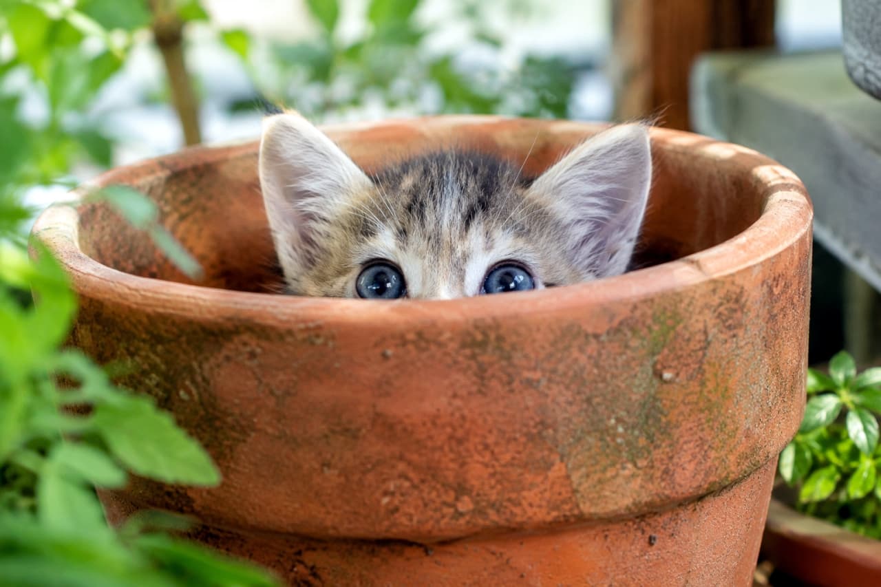 「鉢植えからひょっこりお顔を拝見！大きなお目々で見つめられたらもうメロメロ🪴🐈✨ #猫のいる暮らし #子猫 #キジトラ」Ultra-realistic high-quality photograph of a curious tabby kitten playing hide-and-seek, peeking just its large blue eyes and ears over the rim of a rustic terracotta pot surrounded by lush green foliage. 緑豊かな植物に囲まれた屋外で、素焼きのテラコッタ鉢の中からキジ白の子猫がひょっこりと顔の上半分だけを出しています。鉢の縁から覗く大きな青い瞳とピンと張った耳が印象的で、自然の光と緑のコントラストが子猫の好奇心を一層引き立てるユーモラスな情景