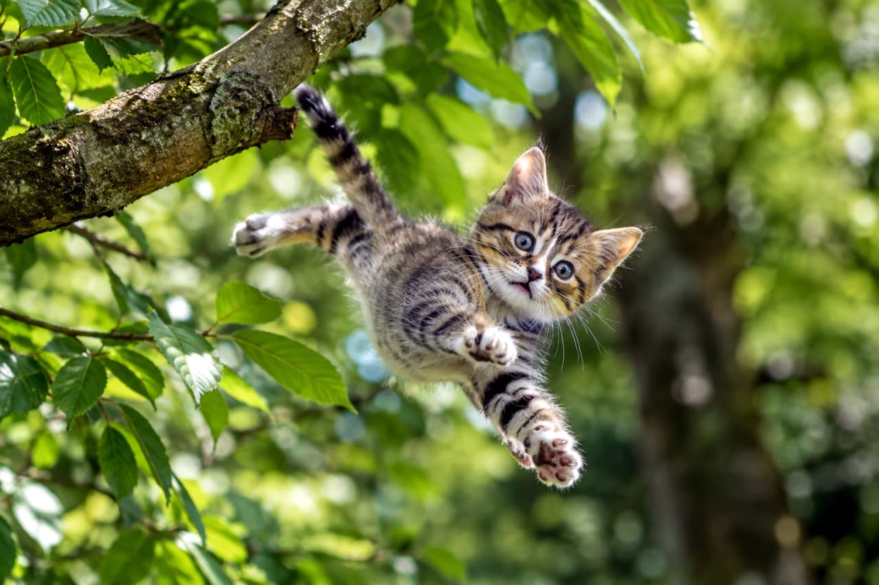「おっとっと！🐾 森の低い枝で足を滑らせて、大ピンチ！宙に浮く必死の表情に、ドキドキしちゃう😸 #猫のいる暮らし #子猫 #キジトラ #ハプニング #にゃんすたぐらむ」Ultra-realistic high-quality photograph capturing a critical moment of a brown tabby (kijitora) kitten slipping from a low tree branch and being suspended in the air in a lush green forest. The kitten's wide eyes in panic and splayed paws in a desperate attempt for balance are sharply in focus against the sunlit leaves. The fuzzy fur texture and木洩れ日 (komorebi) light emphasize the precarious situation. 青々とした緑の葉が美しい森の中で、低い木の幹で足を滑らせ、宙に放り出されたブラウンタビー（キジトラ）の子猫の決定的瞬間。見開いた大きな瞳と、四本の足を広げてバランスを取ろうとする必死の抵抗、ふわふわの被毛が鮮明に捉えられている。木洩れ日がシーン全体を明るく照らすが、状況は危うい