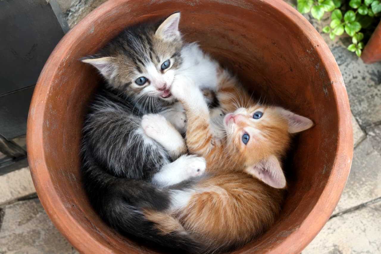 「植木鉢は秘密基地にゃ！🐱🐱 密着して遊ぶキジトラと茶トラの子猫、青い目に吸い込まれそう💖 #猫のいる暮らし #子猫 #仲良し猫 #にゃんすたぐらむ」Ultra-realistic high-quality photograph capturing two kittens tucked together in a large terracotta pot in a garden. The kitten in the foreground is a brown tabby and white, playfully trying to bite the leg of the other kitten, an orange tabby and white, who is lying on its back. Both have stunning blue eyes and are looking at each other. Their fuzzy fur and tiny paws are sharply in focus against the pot's inner rim. テラコッタの植木鉢の中に、2匹の子猫が密着して入り、お互いに戯れている。手前のブラウンタビー（キジトラ）とホワイトの子猫が、奥のオレンジタビー（茶トラ）とホワイトの子猫の足を噛もうとし、オレンジタビーの子猫は仰向けになりながら青い目でブラウンタビーの子猫を見つめている。2匹の青い目と、ふわふわの被毛、小さな肉球が、植木鉢の内側で鮮明に捉えられている