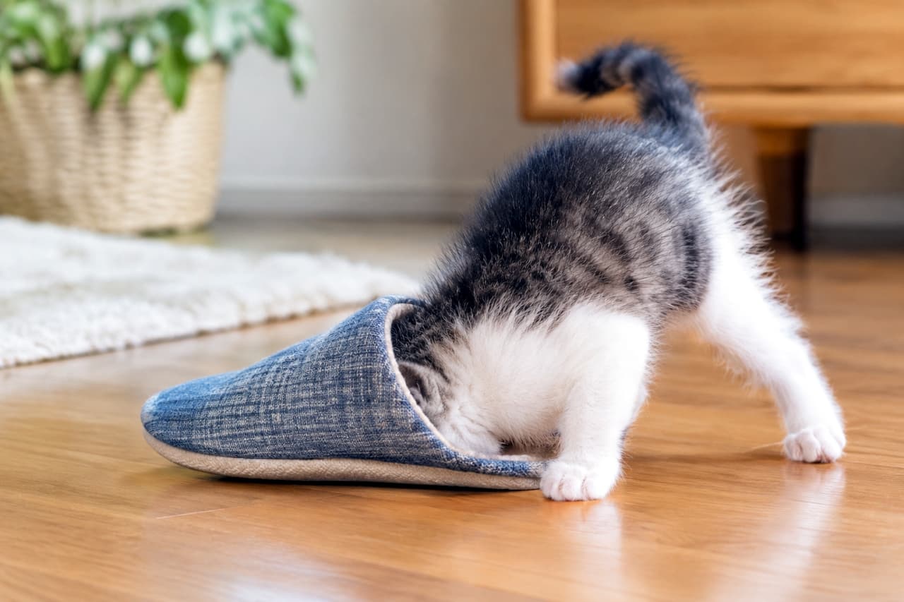 「スリッパの中に何があるにゃ？🤔 デニムスリッパに潜り込むサバトラ子猫、お尻の可愛さに釘付けです🐾 #猫のいる暮らし #子猫 #サバトラ白 #にゃんすたぐらむ」Ultra-realistic high-quality photograph capturing a silver tabby and white kitten enthusiastically sliding into a blue denim slipper on a light wooden floor. The kitten is hidden up to its hips, with its back legs and tail sticking out, emphasizing its playful and hidden posture. The fuzzy fur texture and soft indoor lighting create a cozy atmosphere. 明るいフローリングの床の上で、青いデニム調のスリッパに頭を潜り込ませている、シルバータビー（サバトラ）とホワイトの子猫。夢中になっている様子で、後ろ足としっぽがフローリングの上に強調され、お尻のふわふわした被毛が愛らしい。背景には、ボケた部屋の背景が写っている