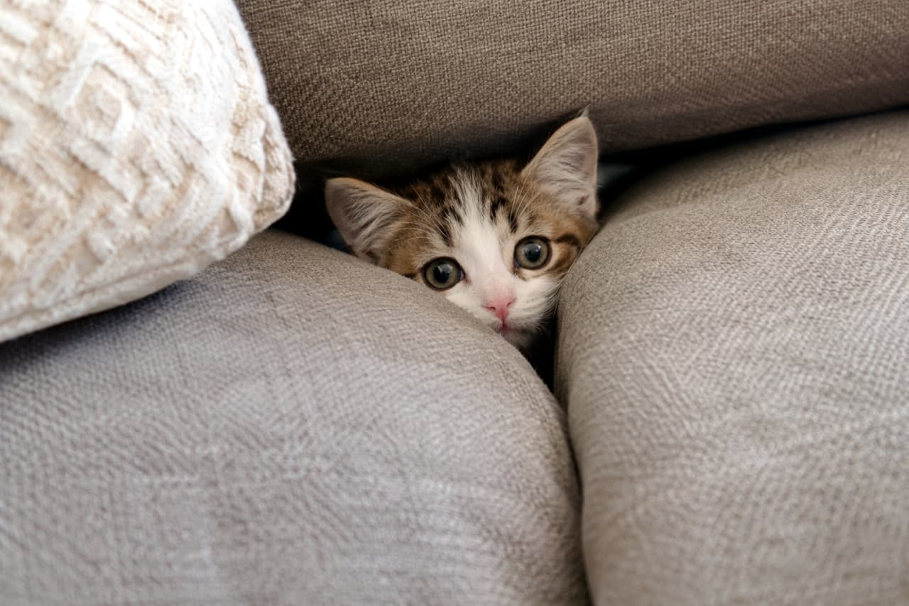 「挟まっちゃったにゃ…？🥺 ソファの隙間からこっそり覗く、あざと可愛い子猫ちゃん🛋 #猫のいたずら #子猫 #にゃんすたぐらむ」Ultra-realistic high-quality photograph of a brown tabby and white kitten squeezed tightly between two grey sofa cushions. The kitten is peeking out with wide, innocent eyes and a pink nose, looking directly at the camera. Its round face and ears are visible. A textured white cushion is to the left under soft, natural light. グレーのソファクッションの狭い隙間に挟まり、くりっくりした大きな目とピンクの鼻だけを覗かせるブラウンタビー＆ホワイトの子猫。丸い顔と耳がクッションに圧迫され、守りたくなるような表情でカメラを見つめている。左隣には模様のある白いクッションが写り、柔らかな光が当たっている