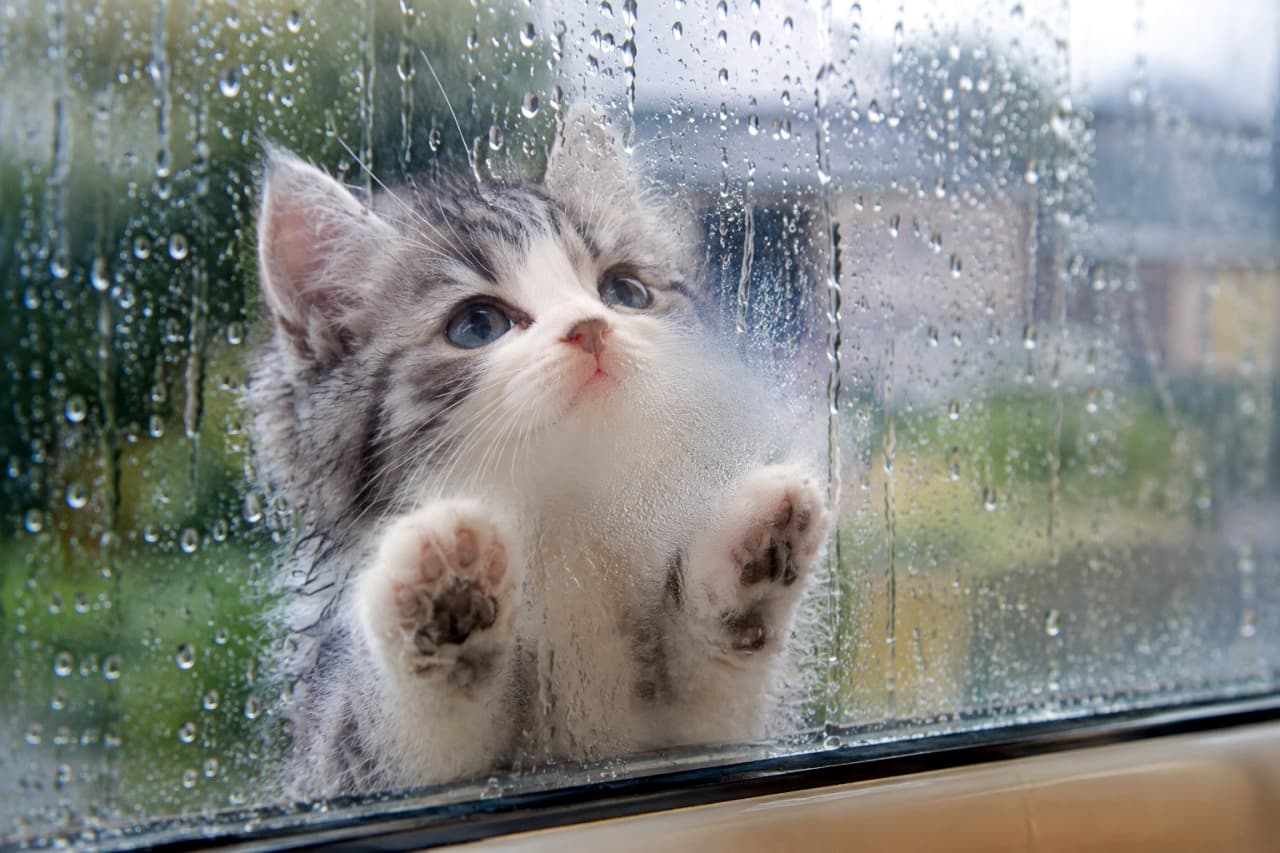 「雨だにゃ…☔️ 今日はここから見学だにゃ。この真剣な横顔に癒されます💙 #雨の日 #子猫 #シルバータビー #猫のいる暮らし #子猫 #キジトラ」Ultra-realistic high-quality photograph capturing a silver tabby and white kitten with its front paws pressed against a rainy window pane, looking out with blue eyes. The detailed texture of its fur, paws, and eye color is seen through the glass covered in raindrops. The blurred background shows a wet outdoor scene. 雨の日の窓ガラスに、両前足を押し付けてじっと外を見つめるシルバータビー＆ホワイトの子猫。濡れたような質感の被毛、青い目、小さな肉球がガラス越しに捉えられている。窓には雨粒が付着し、外の景色がボケて写っている