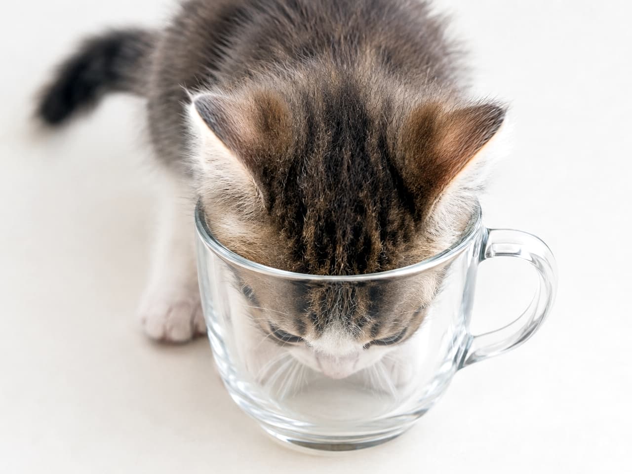 「何が入ってるのかにゃ？🤔 透明なコップを真剣にチェックする子猫ちゃん。この好奇心がたまりません！💖 #猫のいる暮らし #子猫 #キジトラ白」Ultra-realistic high-quality photograph from directly above, capturing a tabby and white kitten with its head inside a clear glass mug, looking intently at the bottom. The detailed texture of its fluffy fur, small ears, and focused expression are sharp. The background is simple white, making the kitten stand out. 透明なガラスのコップに頭を突っ込み、興味深げに底を覗き込むキジトラ白の子猫の真上からのクローズアップ写真。ふわふわの被毛の質感、小さな耳、真剣な表情が捉えられており、背景はシンプルな白で子猫の姿が際立っている