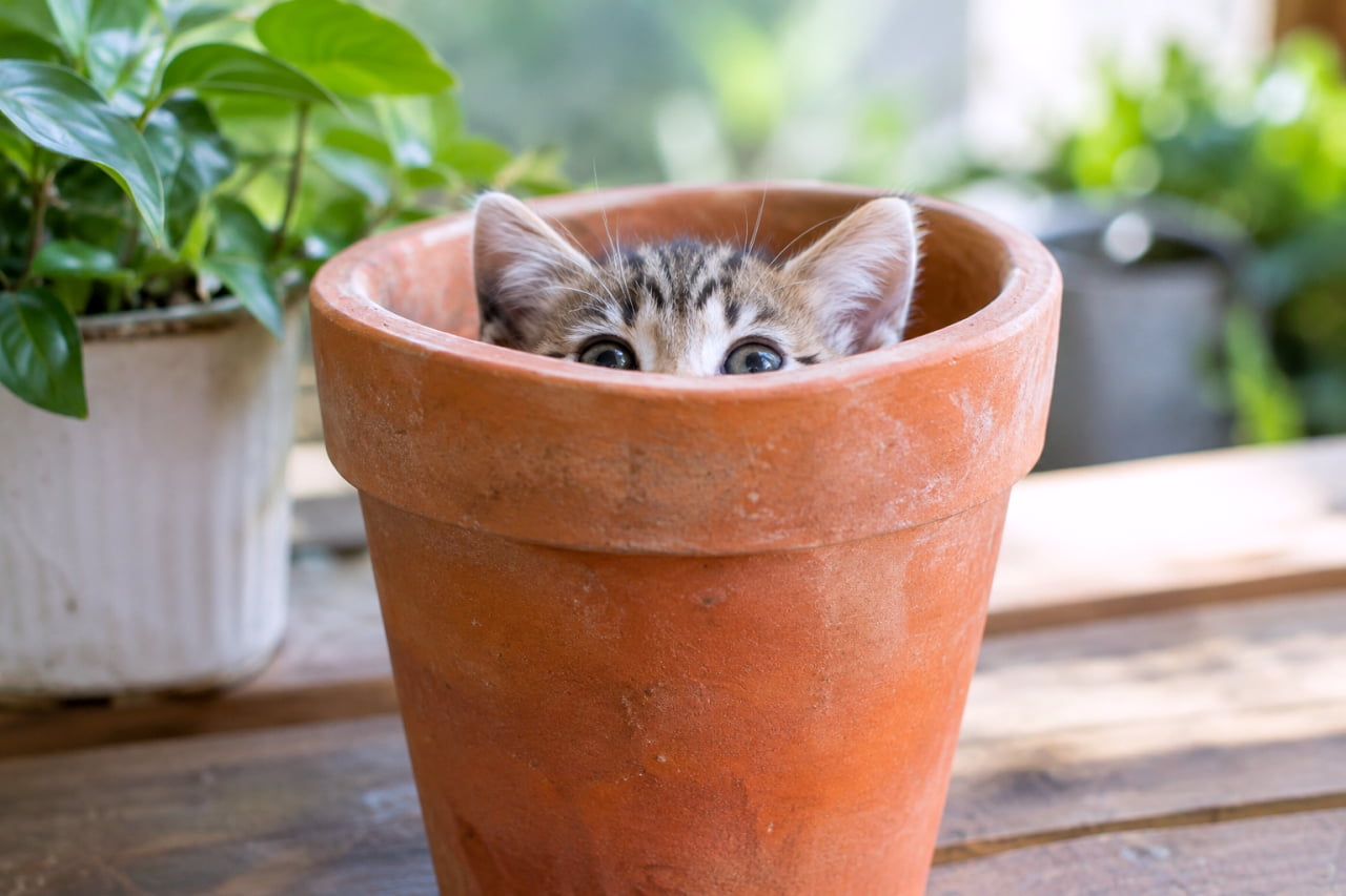 「誰か来たにゃ？👀 植木鉢からひょっこり顔を出すキジトラちゃん。この好奇心満点の表情が最高に可愛い！💖 #猫のいる暮らし #子猫 #キジトラ」Ultra-realistic high-quality photograph capturing a tabby kitten peeking its face out from within a terracotta flower pot, with its round eyes wide open. Its 'M' markings, large eyes, and small ears are sharp. The background includes a white pot and lush green plants on a wooden table, in warm natural light. テラコッタの植木鉢の中から、目を丸くして外を覗くキジトラの子猫の顔。額のM字模様、大きな目、小さな耳が際立っている。背景には別の白い鉢や緑豊かな観葉植物、木製のテーブルがあり、自然光の下で温かい雰囲気