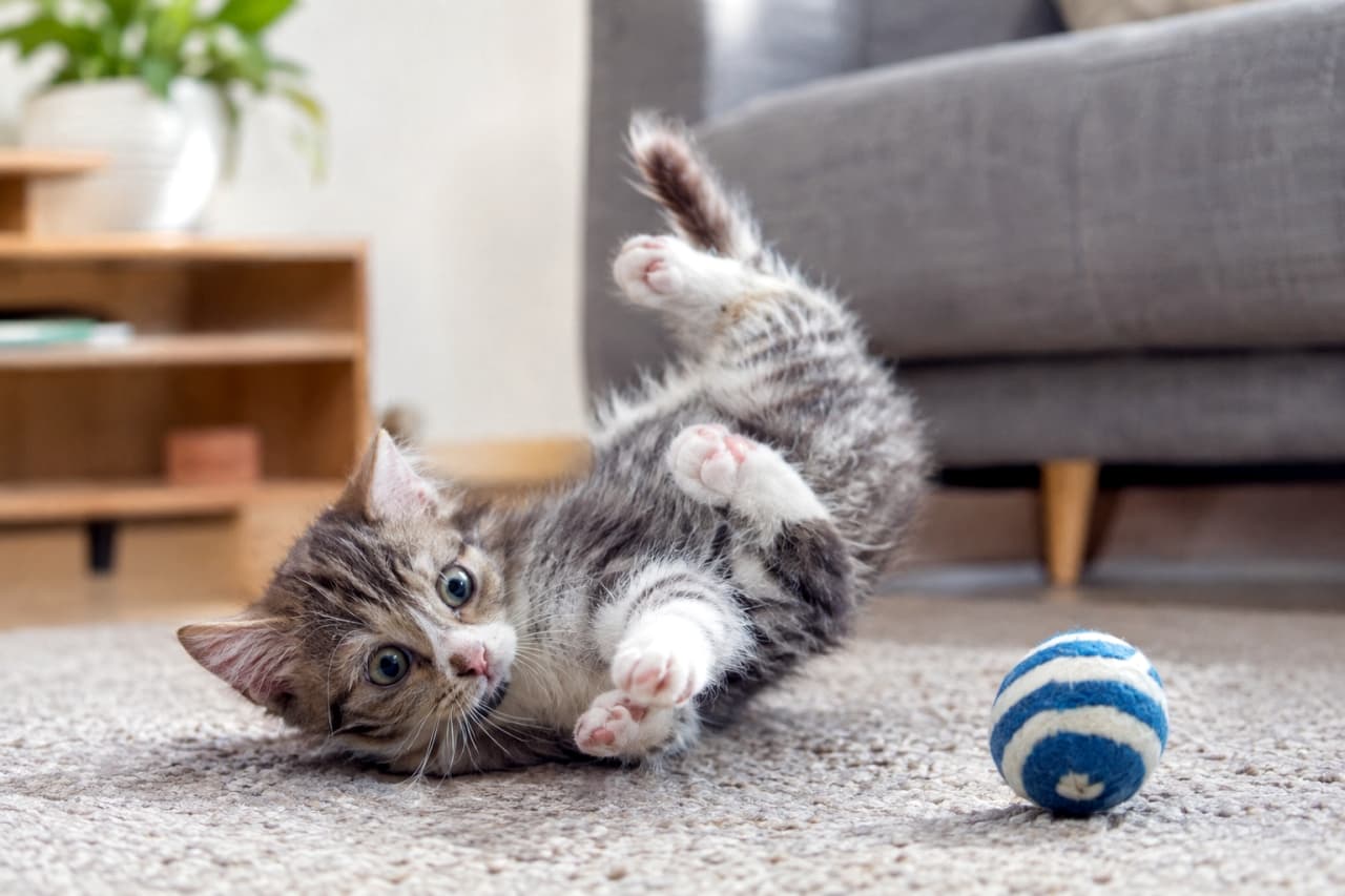 「ボールは絶対に渡さないにゃ！🐾 お腹を見せて遊びに大興奮の子猫ちゃん。この無邪気な瞳がたまりません💖 #猫の遊び #子猫 #キジトラ白 #にゃんすたぐらむ」Ultra-realistic high-quality photograph of a brown tabby and white kitten lying on its back on a beige carpet, enthusiastically playing with a blue and white striped felt ball. Its paws are in the air and its round eyes are wide open in a dynamic pose. The background shows a blurred grey sofa and wooden furniture. リビングのベージュのカーペットの上で仰向けになり、青と白のストライプ模様のフェルトボールに夢中になっているブラウンタビー＆ホワイトの子猫。両手足を空中に投げ出し、丸い目でボールを見つめる躍動的なポーズ。背景にはグレーのソファや木製家具がボケて写っている