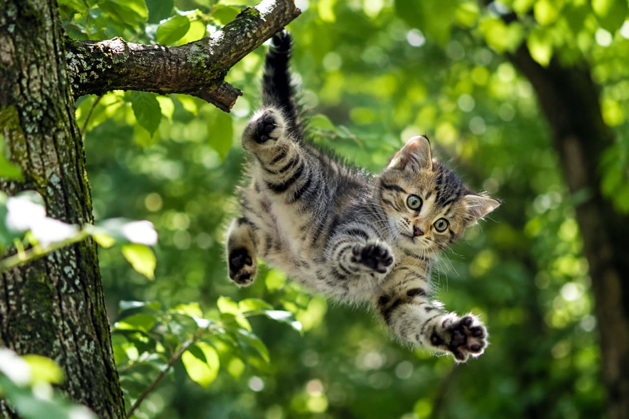 「それーっ！💨 …じゃなくて、滑っちゃったにゃー！森のハプニング、キジトラ白子猫の必死の大ジャンプ！🐈 #猫のいる暮らし #子猫 #キジトラ白 #ハプニング #にゃんすたぐらむ」Ultra-realistic high-quality photograph capturing a brown tabby and white kitten slipping from a low tree branch and being dynamically suspended in the air in a dense green forest. The kitten is extended with splayed paws and an upright tail, flying towards the camera in a state of panic. Its wide eyes and fuzzy fur are illuminated by dappled sunlight, highlighting the precarious moment. 緑豊かな木々が生い茂る森の中で、低い木の幹から足を滑らせ、パニック状態で空中に放り出された、ブラウンタビー（キジトラ）とホワイトの子猫。前足と後ろ足を広げ、しっぽを上向きにして、躍動感あふれるポーズだが、カメラに向かってくる顔は驚きとパニックで満ちている。見開いた大きな目と、ふわふわの被毛が木洩れ日の中で輝いているが、状況は危うい