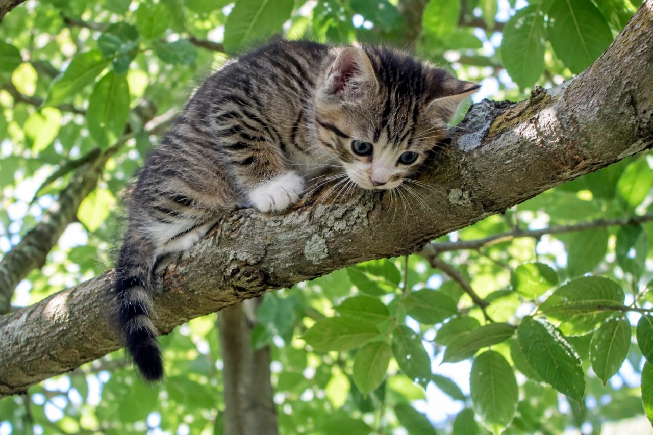 「ここはどこ…？😢 木の枝で行き止まりになったキジトラ子猫、下を見つめる不安そうな目が愛おしい🐈 #猫のいる暮らし #子猫 #キジトラ白 #ハプニング #にゃんすたぐらむ」Ultra-realistic high-quality photograph capturing a brown tabby and white kitten stuck on a thick tree branch in a dense green forest. The kitten is hunched over, looking down with wide, slightly anxious eyes. Its fuzzy fur and small paws gripping the branch are sharply in focus under dappled sunlight. 緑の葉が密集する森の中で、太い木の枝にしゃがみ込むブラウンタビー（キジトラ）とホワイトの子猫。下を見つめる大きな目からは、行き止まりに少し不安そうな表情が感じられる。ふわふわの被毛と、枝をしっかりと掴む小さな足が、木洩れ日の中で鮮明に捉えられている