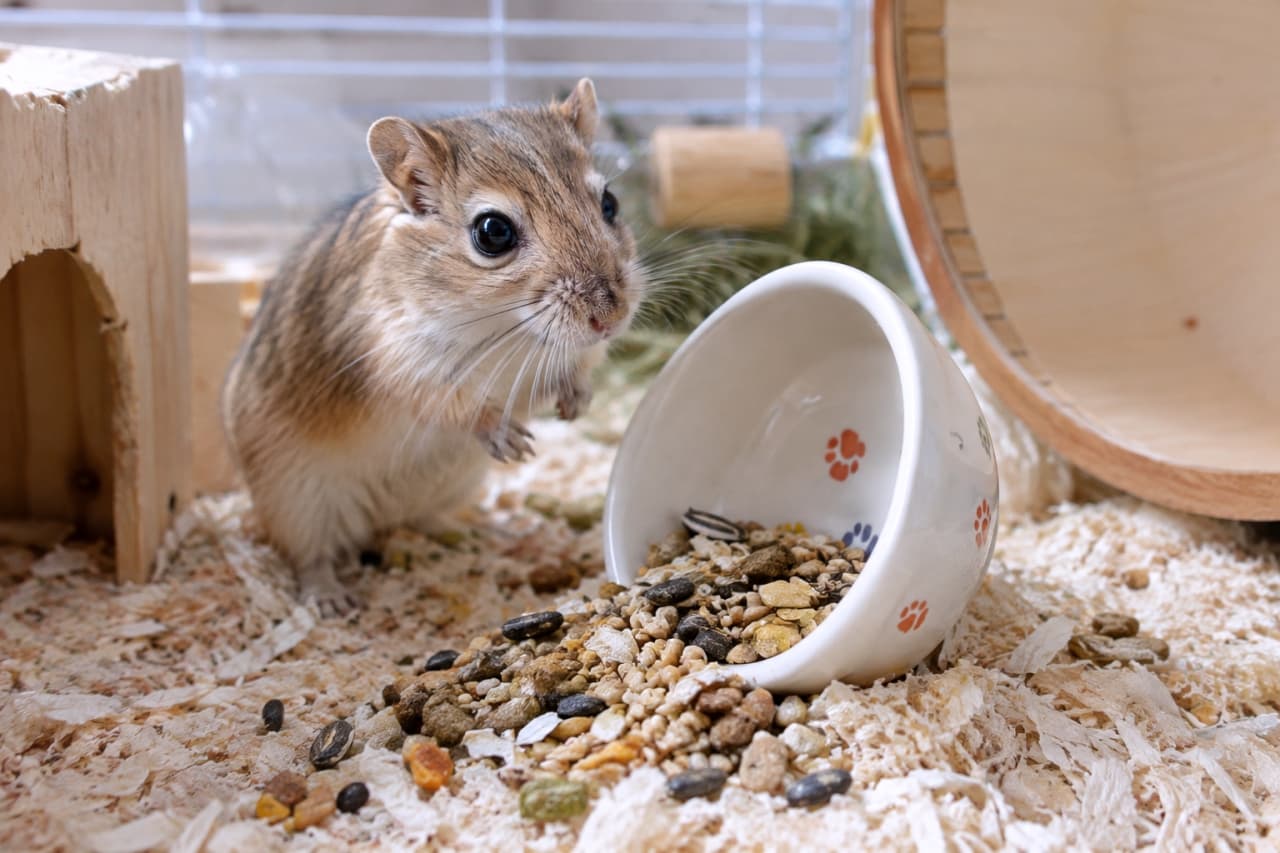 「あ、やっちゃった…ごはん皿をひっくり返してびっくり呆然のスナネズミちゃん🍚💦」Ultra-realistic high-quality photograph of a tan gerbil with wide, dark eyes, standing on its hind legs on a bed of wood shavings in a bright pet cage, staring in total shock at an overturned ceramic food bowl (with colorful dots). The bowl is lying on its side, and its contents—pellets, seeds, and grains—are scattered all over the shavings. The gerbil's expression is one of complete bewilderment. A wooden house and cage bars are softly blurred in the background, lit by natural light. 薄茶色の毛並みのスナネズミが、飼育ケージの中のウッドチップの床の上で、ごはん皿をひっくり返してびっくりしている。カラフルなドット柄のごはん皿が横に倒れ、中のペレットやシードが散らばっている。スナネズミは、立ち上がったポーズで、大きな黒目をさらに大きく見開いた驚きの表情をしている。背景には、木製のハウス、給水器、背景のケージの網が見え、自然光で明るい