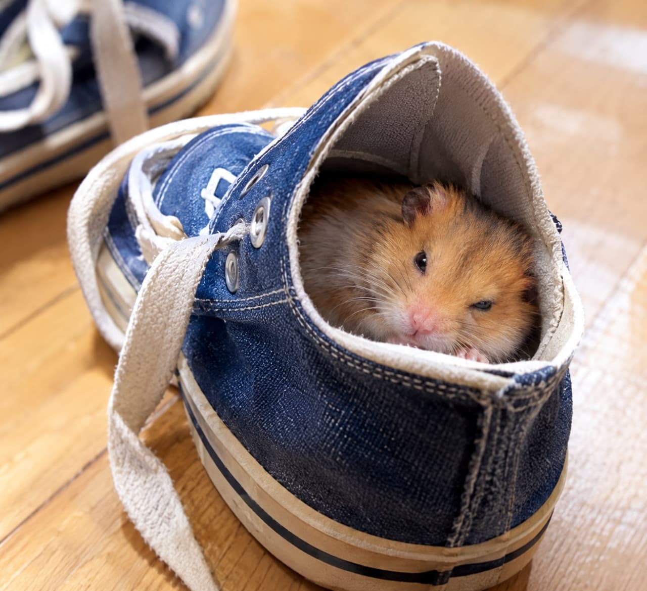 「ふわぁ、おはよう…。ここはどこ?🐹👟 遊んでたら、いつの間にか寝ちゃったみたい」Ultra-realistic high-quality photograph of a golden hamster with white and brown patches, peeking from inside a worn-out blue canvas sneaker on a wooden floor. The hamster is curled up, with only its head visible, showing a sleepy expression with half-closed eyes and a slightly open mouth. The texture of the canvas and the soft fur of the hamster are highly detailed, creating a striking contrast. The other sneaker is blurred in the background, making this a candid shot of a daily occurrence. 木製のフローリングの上、使い込まれた青いキャンバススニーカーの中から、ゴールデンハムスター(白と茶)が丸まった体と、眠そうな顔を覗かせている。ハムスターは、半開きの目で、口元を歪めた、眠気と驚きが入り混じった表情。スニーカーの布地の質感と、ハムスターの柔らかい毛並みの対比がリアルに描写されている。背景には、もう片方の靴がボケており、日常のハプニングを捉えた一枚