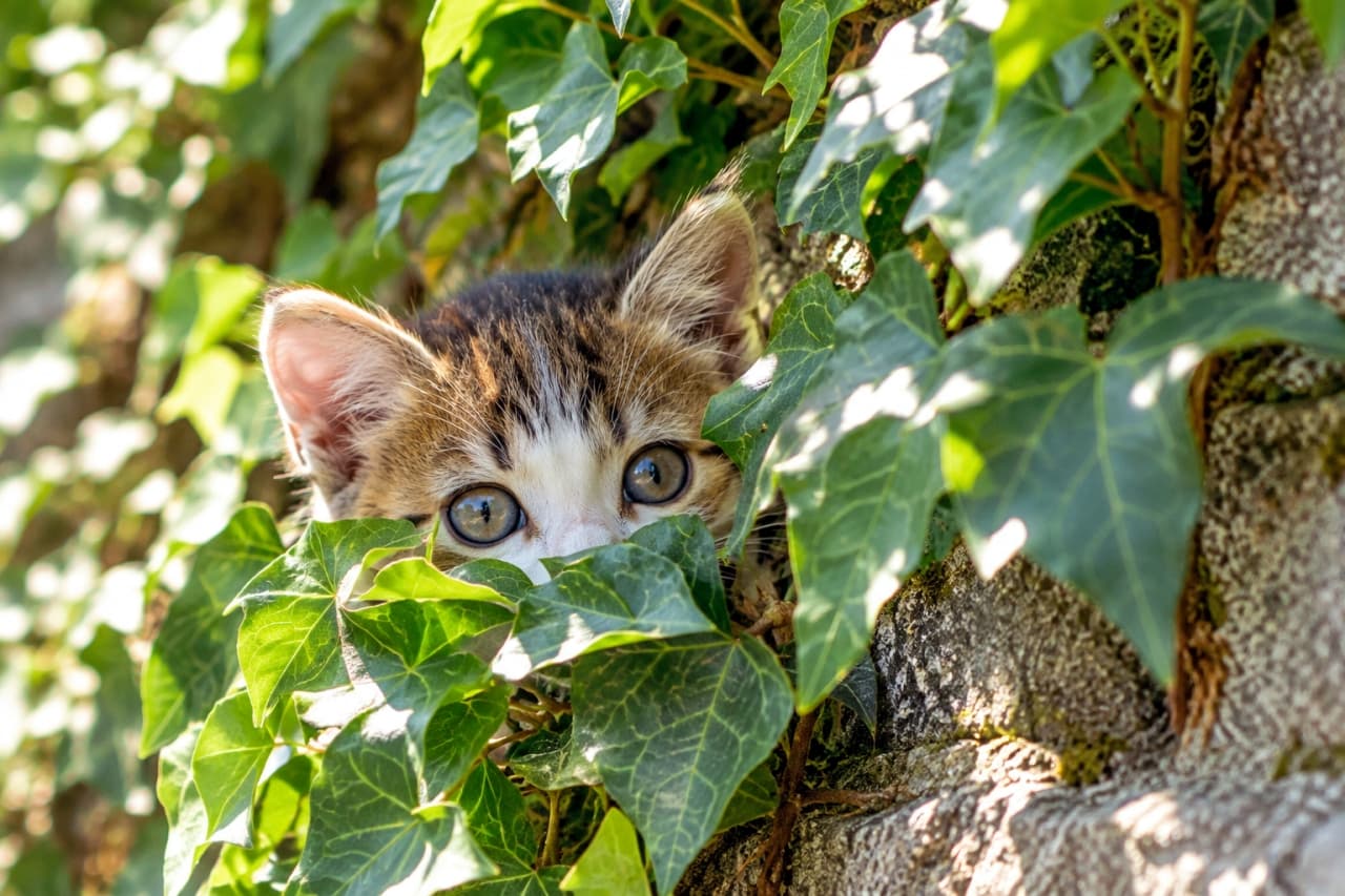 「アイビーの葉陰からじっと見つめる大きなおめめ🐾 目が合ったら応援のダブルタップをお願いします🌿✨」Ultra-realistic high-quality photograph of a curious mixed-breed brown tabby and white kitten with wide blue-green eyes peeking through vibrant green ivy leaves on a rustic stone garden wall, beautifully illuminated by dappled natural sunlight. 石壁に生い茂るアイビーの葉の隙間から、澄んだ青緑色の大きな瞳を持つキジ白子猫が顔を覗かせている。木漏れ日の柔らかな光が葉の葉脈や子猫の耳の産毛を照らし、好奇心に満ちた無邪気な表情を鮮明に捉えた高解像度写真