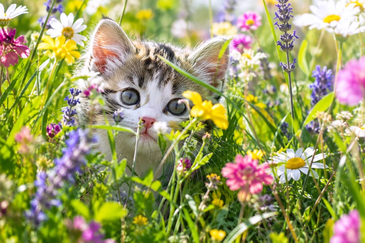 「お花畑からひょっこりご挨拶🐾 朝の光とカラフルなお花に包まれて、素敵な1日の始まりだね🌼☀️✨」Ultra-realistic high-quality photograph of a curious mixed-breed brown tabby and white kitten with wide blue-green eyes peeking through colorful wildflowers including daisies and lavender. Soft morning sunlight illuminates its fluffy fur and delicate whiskers, creating a vibrant, shallow depth-of-field floral composition. 色鮮やかなデイジーやラベンダーが咲き誇る野花畑から、大きな青緑色の瞳をしたキジ白(ブラウンタビー&ホワイト)の子猫(ミックス推測)が顔を覗かせている。柔らかな朝の光が耳の産毛や繊細な被毛の質感を優しく照らし、花々に包まれた無邪気な表情を鮮明に捉えた横構図の高解像度写真