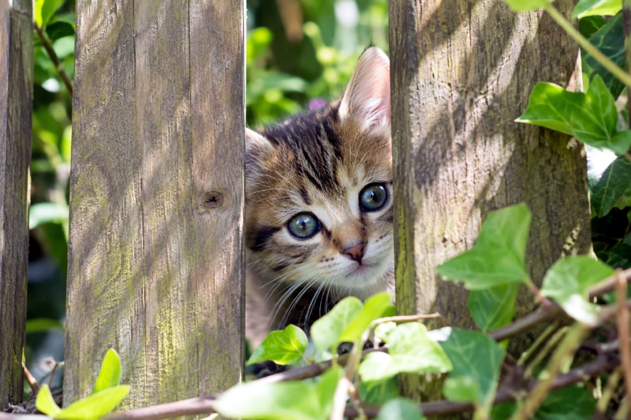 「木の隙間からじっと見つめる大きなおめめ🐾 目が合ったら応援のダブルタップをお願いします🌿✨」Ultra-realistic high-quality photograph of an adorable mixed-breed brown tabby kitten with luminous blue-green eyes looking through the slats of a weathered wooden garden fence. Bright natural daylight illuminates its delicate whiskers and fluffy fur, beautifully framed by lush green ivy leaves in a vibrant outdoor setting. 木製ガーデンフェンスの縦板の隙間から、澄んだ大きな青緑色の瞳を持つキジトラ子猫が正面をじっと覗き込んでいる。手前や周囲に生い茂るアイビーの艶やかな緑と、苔むした古木の質感が明るい屋外の自然光に照らされ、繊細なヒゲと柔らかな被毛のディテールを鮮明に捉えた高解像度写真
