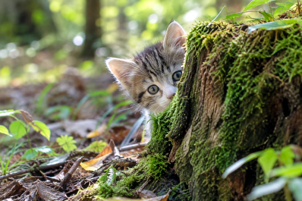 「切り株の後ろからひょっこり!🐾 澄んだおめめで見つめる探検姿に、思わず見惚れちゃいますね🌲✨」Ultra-realistic high-quality photograph of a curious mixed-breed brown tabby and white kitten with wide blue-green eyes peeking from behind a mossy tree stump on a sunlit forest floor, illuminated by soft natural daylight. 木漏れ日が差し込む森の中、苔むした古い切り株の陰からキジ白子猫が顔を覗かせている。澄んだ青緑色の大きな瞳と柔らかな被毛が柔らかな自然光に照らされ、落ち葉が広がる地面と瑞々しい緑のコントラストを捉えた高解像度写真