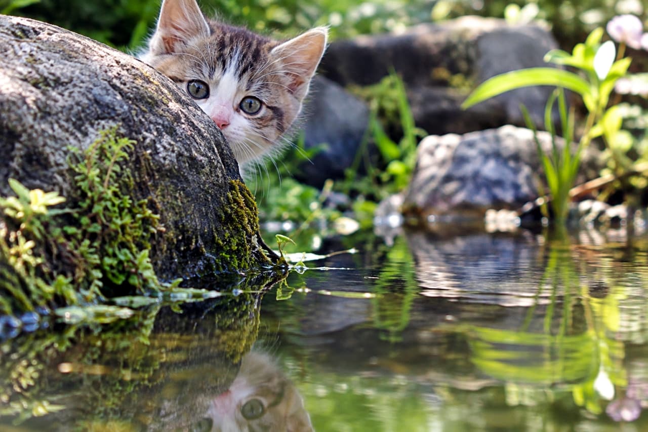 「池の岩陰からひょっこりこんにちは🐾 水面に映る自分とお見合い中?澄んだおめめに癒やされたらいいねをお願いします🌿💧✨」Ultra-realistic high-quality photograph of a curious mixed-breed brown tabby and white kitten with wide blue-green eyes peeking from behind a mossy rock near a small pond. Gentle natural daylight illuminates its soft fur and whiskers, with a clear and vivid reflection of its adorable face mirrored on the calm water surface surrounded by lush greenery. 小さな池のほとりで、苔が生えた大きな岩の陰からキジ白子猫が顔を覗かせている。澄んだ青緑色の大きな瞳と繊細なヒゲが柔らかな自然光に照らされ、静かな水面には覗き込む子猫の姿が鮮明に反射している。周囲の瑞々しい草木とともに、好奇心に満ちた水辺の探検シーンを捉えた高解像度写真