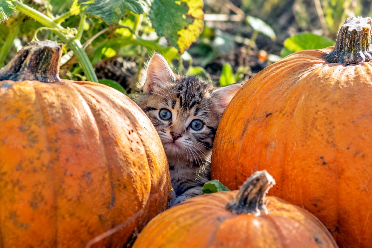 「カボチャの隙間からひょっこり🎃 澄んだおめめで見つめる姿に癒やされたら、いいねをお願いします🐾🍂」Ultra-realistic high-quality photograph of a curious mixed-breed brown tabby kitten with blue-green eyes peeking between large orange pumpkins in an autumn vegetable garden, warmly lit by natural sunlight. 秋の柔らかな光が差し込む菜園で、大きなオレンジ色のカボチャの隙間からキジトラ子猫が顔を覗かせている。澄んだ青緑色の瞳と繊細なヒゲ、柔らかな被毛の質感を鮮明に捉えた高解像度写真