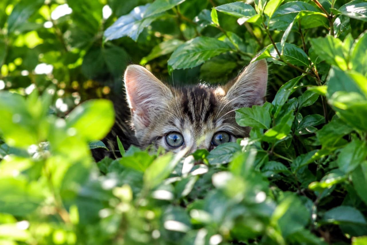 「葉っぱの影からじーっとロックオン🐾 まんまるおめめと目が合ったら、応援のダブルタップをお願いします🌿✨」Ultra-realistic high-quality photograph of a curious mixed-breed brown tabby kitten peeking out from dense green bushes, with only its alert ears and wide blue-green eyes visible. Bright natural sunlight illuminates the glossy foliage and delicate fur on its ears, capturing an adventurous and playful moment. 一面に生い茂る鮮やかな緑の茂みの中から、ピンと立った耳と澄んだ青緑色の大きな瞳だけをひょっこり覗かせているキジトラの子猫。上から差し込む明るい自然光が葉の艶やかな質感と耳の産毛を際立たせ、野生味と好奇心あふれる無邪気な表情を鮮明に捉えた高解像度写真