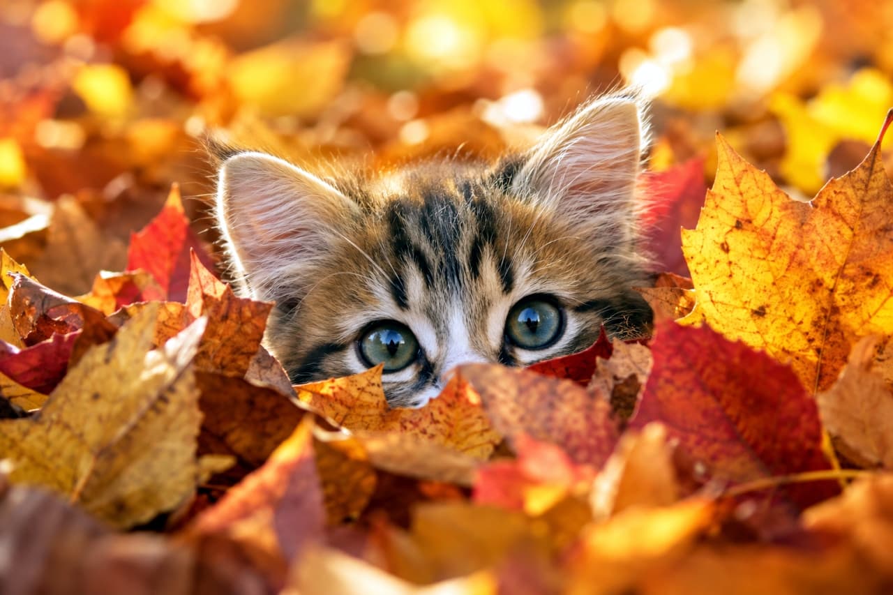 「落ち葉の山からひょっこりこんにちは🍂 黄金色の秋に包まれた大きなおめめに、心がじんわり温まりますね🐾✨」Ultra-realistic high-quality photograph of a curious mixed-breed brown tabby and white kitten peeking out from a vibrant pile of red and gold autumn leaves, with only its alert ears and striking blue-green eyes visible. Warm golden sunlight illuminates its delicate fur textures and translucent leaves with beautiful bokeh. 秋の黄金色の光が降り注ぐ中、色鮮やかな赤や黄色のカエデの落ち葉の山から、澄んだ青緑色の大きな瞳を持つキジ白子猫が目と耳だけを覗かせている。温かな日差しが繊細な被毛と落ち葉の葉脈を美しく透かし、秋の深まりと無邪気な好奇心を鮮明に捉えた高解像度写真