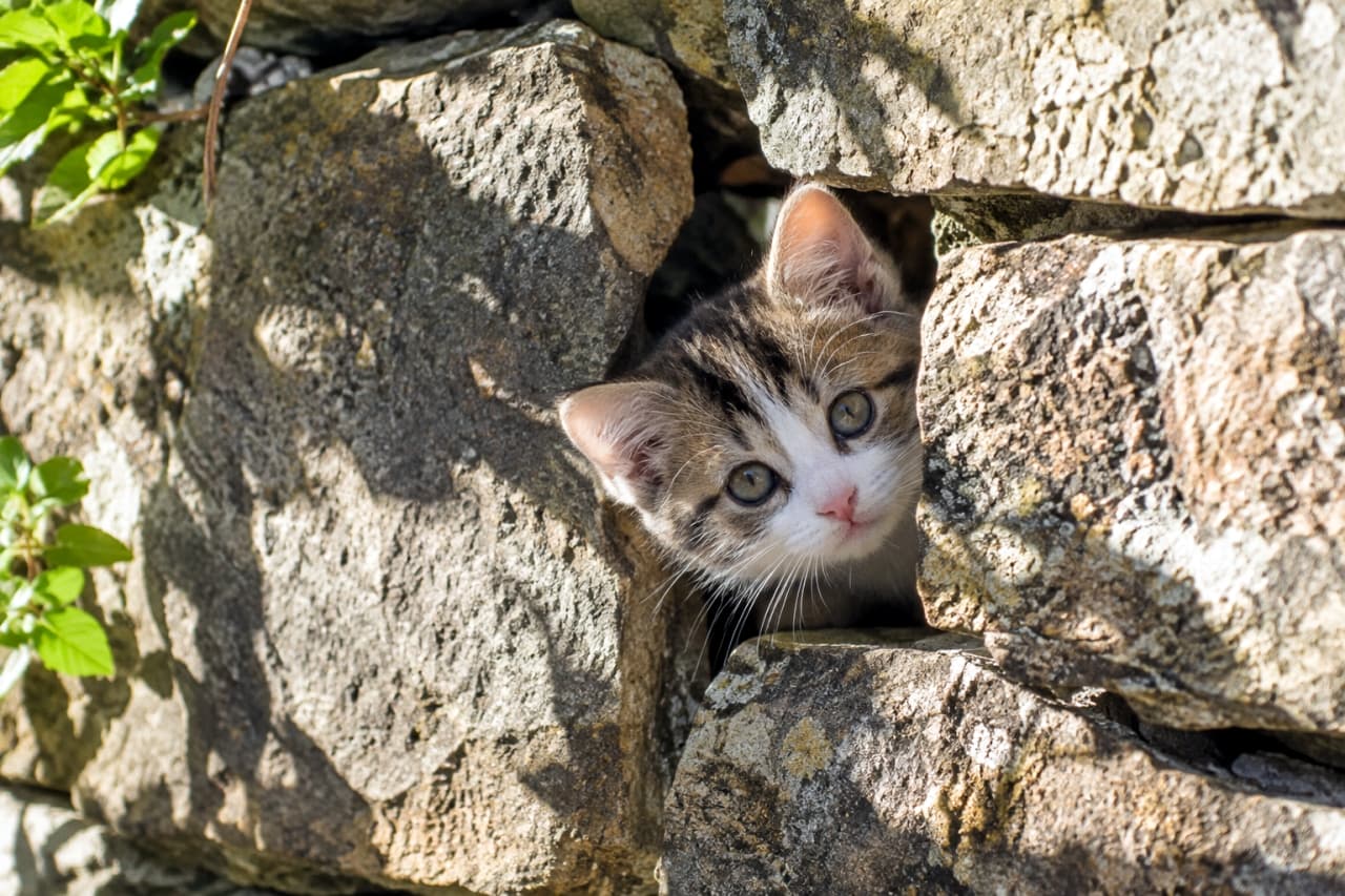 「石垣の隙間からひょっこりこんにちは🐾 首をかしげて見つめる大きなおめめに、心がぽかぽか温まりますね☀️✨」Ultra-realistic high-quality photograph of a curious mixed-breed brown tabby and white kitten with wide blue-green eyes and a pink nose, tilting its head as it peeks through a narrow gap in a rugged stone wall under bright sunlight casting dramatic shadows. 荒削りな石壁の隙間から、大きな青緑色の瞳を持つキジ白子猫が首をかしげてじっと正面を覗き込んでいる。外から差し込む明るい日差しが石の表面に深い陰影を描き出し、影の中に浮かぶ子猫のピンク色の鼻や繊細なヒゲ、柔らかな毛並みを鮮明に捉えた高解像度写真