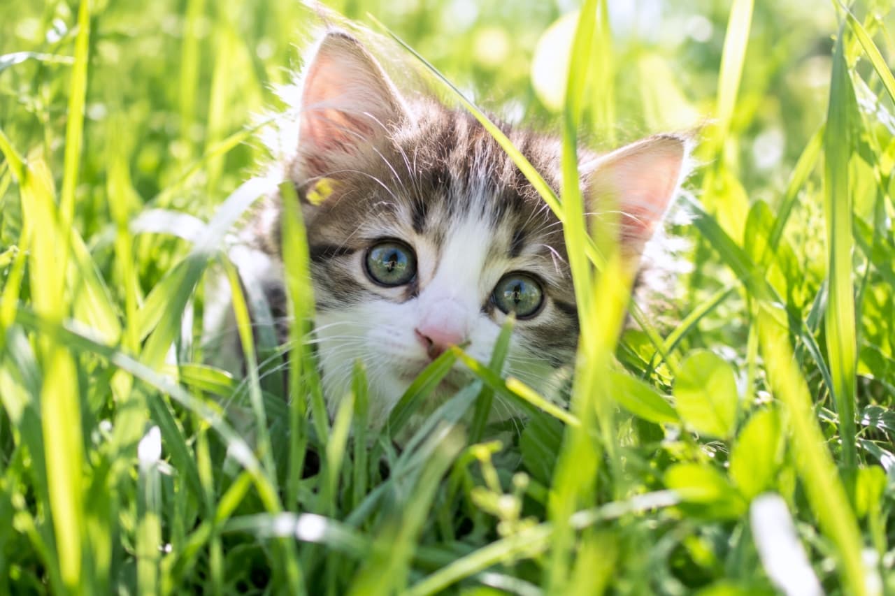 「草むらからひょっこり大冒険!🐾 まんまるおめめと目が合ったら、応援のダブルタップをお願いします☀️🌿」Ultra-realistic high-quality horizontal photograph of a fluffy mixed-breed brown tabby and white kitten with large blue-green eyes peeking through tall green grass. Bright sunlight illuminates its soft fur and whiskers with delicate rim lighting, framed by vibrant, soft-focus foliage. 鮮やかに茂る背の高い草むらの間から、大きな青緑色の瞳をしたキジ白(ブラウンタビー&ホワイト)の子猫が正面をじっと覗き込んでいる。降り注ぐ強い日差しが耳の産毛や被毛の輪郭を白く輝かせ、手前と奥の草が柔らかくボケる横構図の高解像度写真