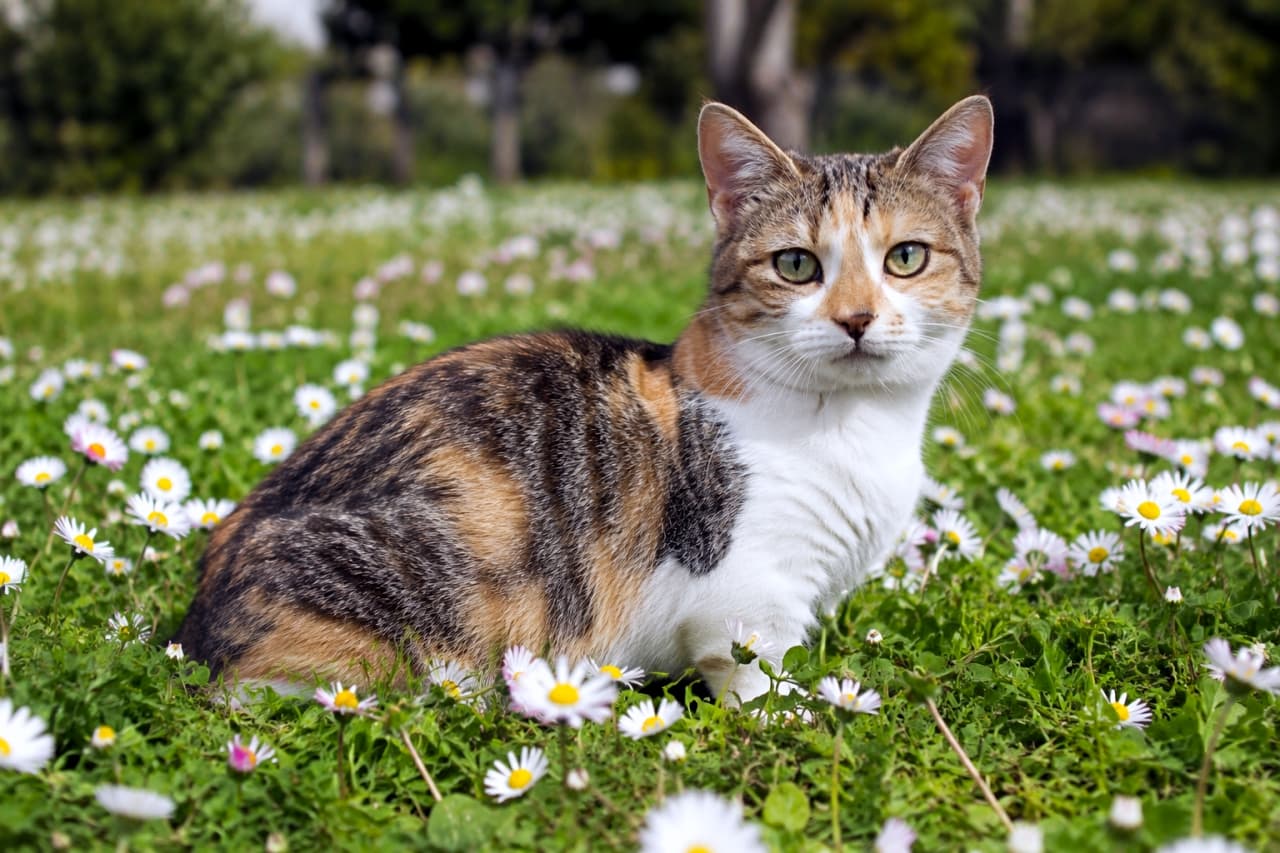 「お花畑でお散歩中だにゃ🌼 ぽかぽか陽気と可愛いお花に囲まれて、至福のひとときを満喫中のマンチカンちゃん☀️🐈」Ultra-realistic high-quality photograph of a beautiful calico munchkin cat sitting peacefully in a field of blooming daisy flowers under natural sunlight. 白い小さなデイジーの花が咲き乱れる緑の野原に座り、穏やかな表情でこちらを見つめる三毛柄のマンチカン。自然な太陽光が美しい屋外の写真
