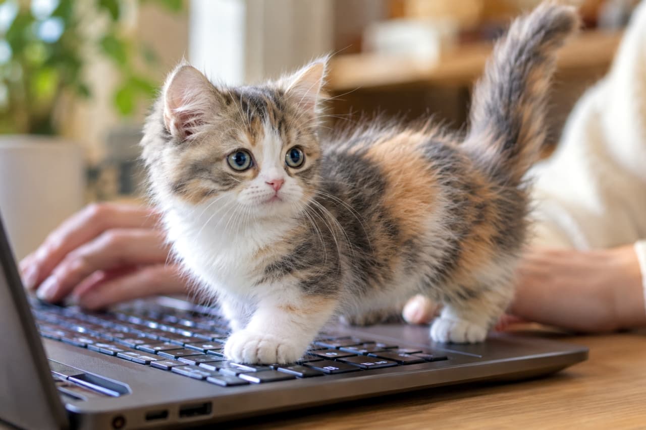 「お仕事中はお邪魔虫に変身💻🐾短いあんよでドヤ顔ウォーキングされたら、PC作業の手も止まっちゃうよね😂💕 #マンチカン」Ultra-realistic high-quality photograph of a tiny, cute calico Munchkin kitten proudly walking across a glowing laptop keyboard while the owner's blurred hands try to type. The image highlights the kitten's distinctively short legs, large expressive eyes, and fluffy coat, beautifully illuminated by natural indoor lighting with a shallow depth of field. 飼い主がタイピングするノートパソコンの光るキーボード上を、誇らしげに歩くマンチカンの子猫の高画質写真。三毛猫の特徴的なふわふわの被毛と愛らしい短い手足、何かを訴えかけるような丸く大きな瞳が印象的です。背景の観葉植物と柔らかな自然光が、温かみのある日常風景を演出