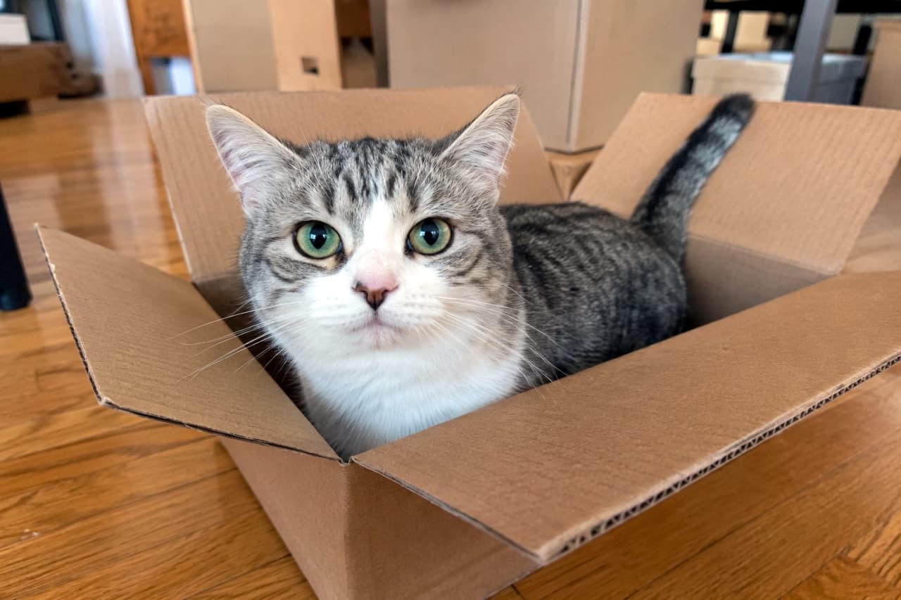 「やっぱり箱の中が一番落ち着くにゃ📦✨ すっぽり収まってリラックス中のマンチカンに癒やされます🥰」Ultra-realistic high-quality photograph of a silver tabby and white munchkin cat relaxing comfortably inside a cardboard box on a wooden floor, looking directly at the camera. フローリングの部屋で、無地のダンボール箱の中にすっぽりと収まり、こちらをじっと見つめるサバトラ白のマンチカン。自然光が柔らかく当たっている高品質な写真